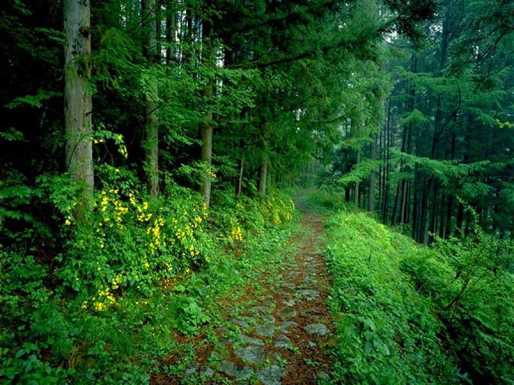 1512773 скачать картинку лес, зеленый, земля/природа, дорожка - обои и заставки бесплатно
