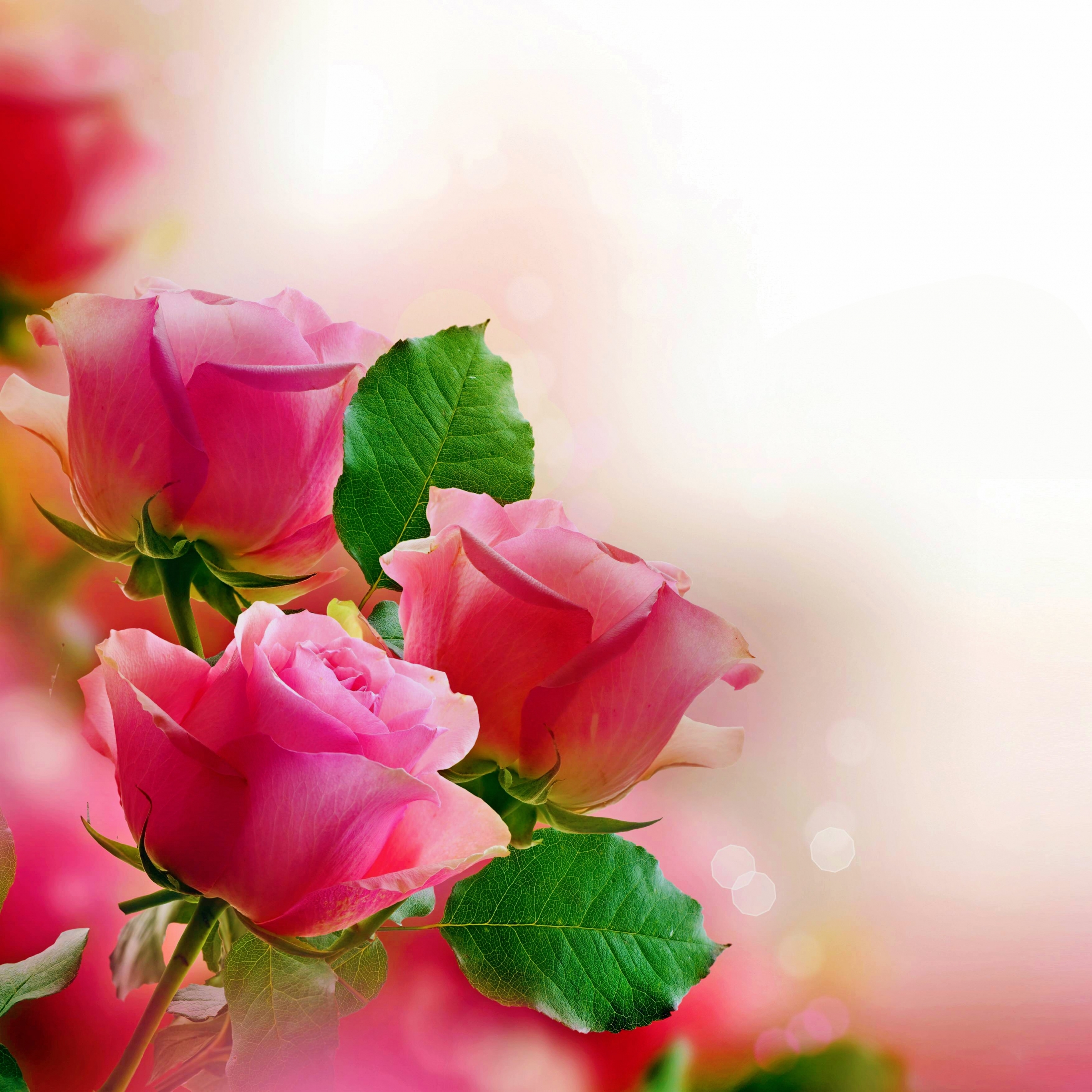 Download mobile wallpaper Flowers, Flower, Rose, Earth, Pastel, Pink Rose for free.