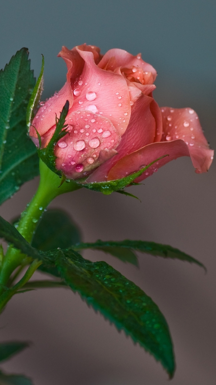 Download mobile wallpaper Flowers, Flower, Rose, Earth, Water Drop, Pink Flower for free.