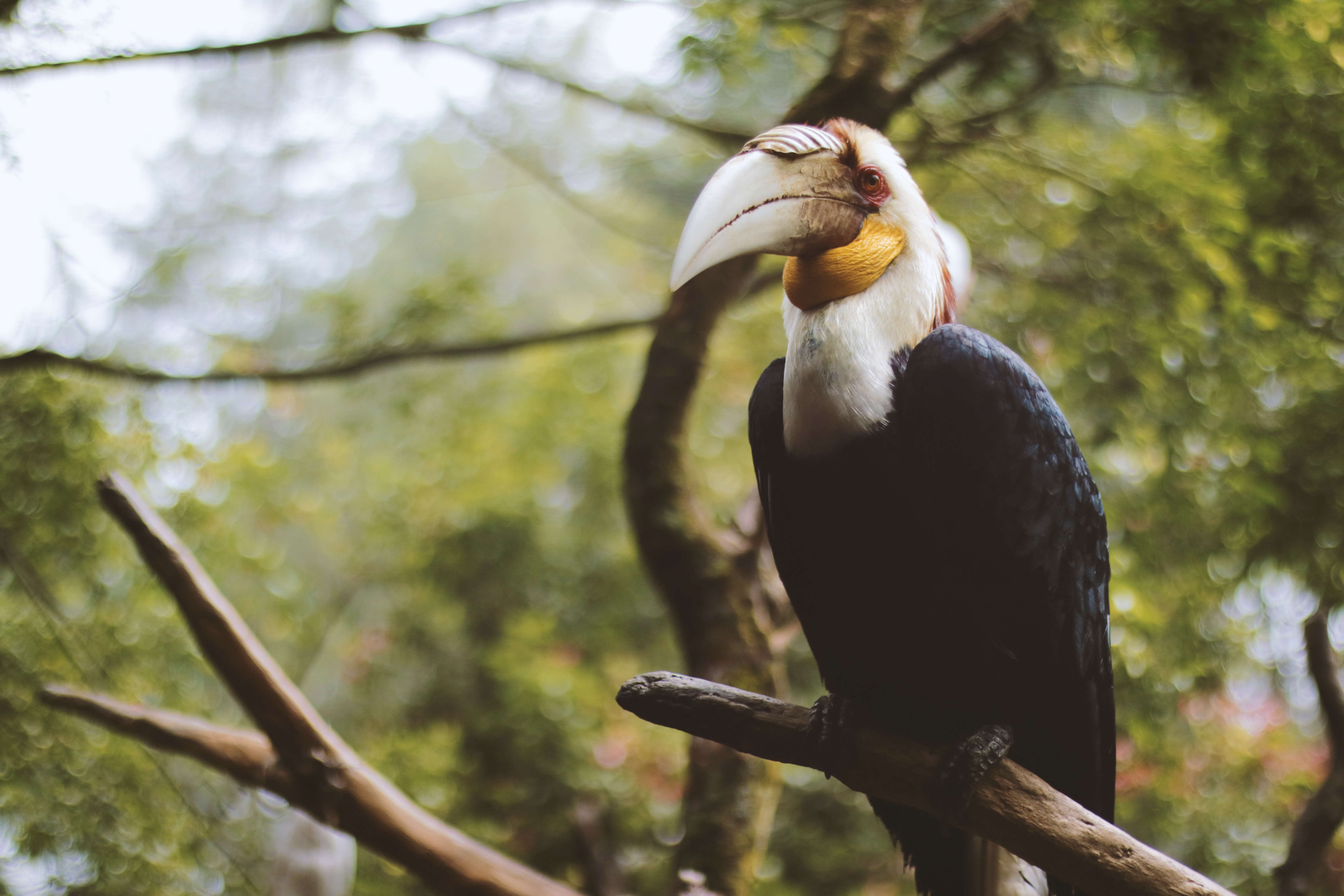 Wavy Hornbill HD download for free