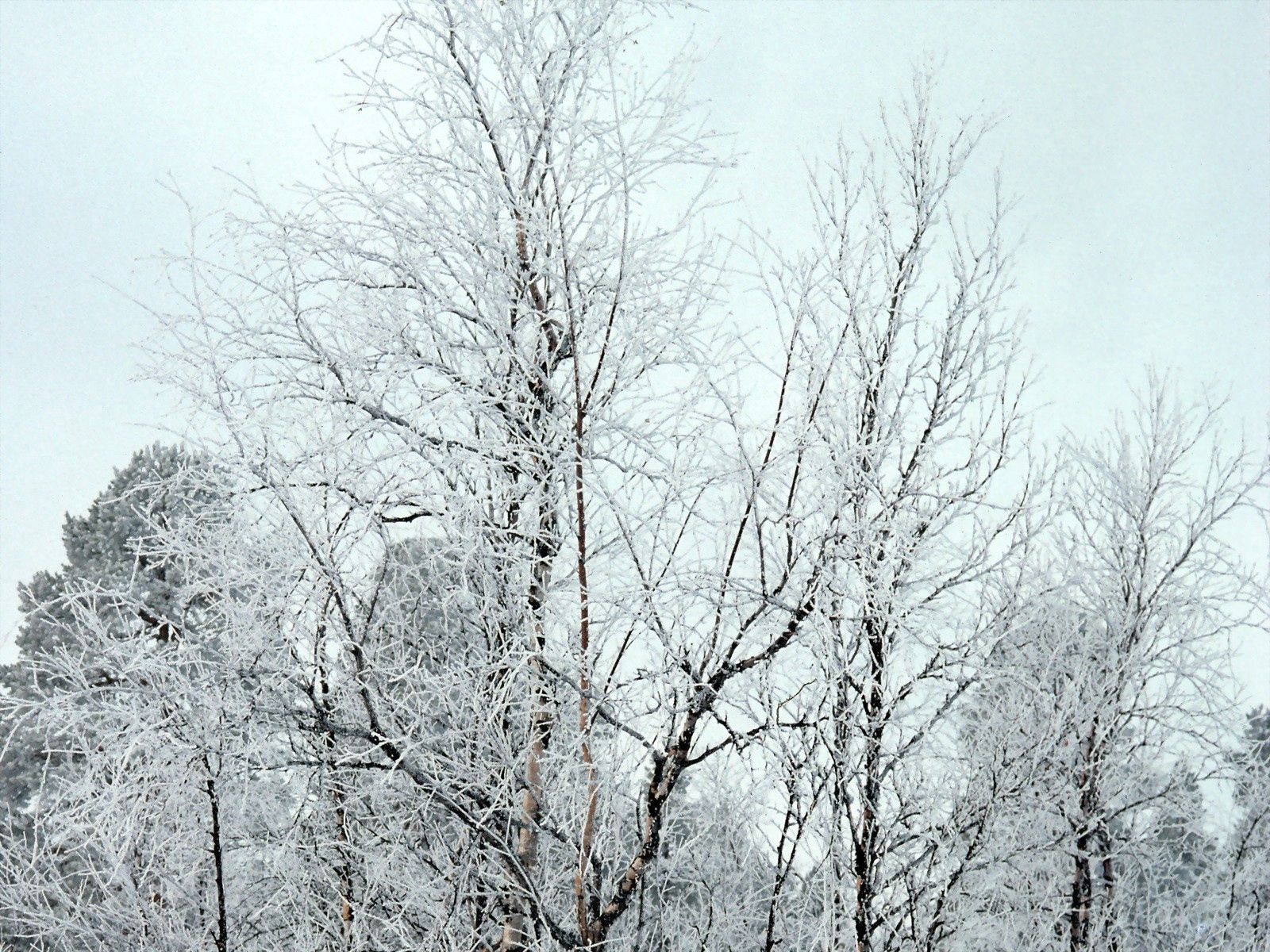 無料モバイル壁紙自然, 木, 雪, クラウン, ブランチ, 枝, 霜をダウンロードします。