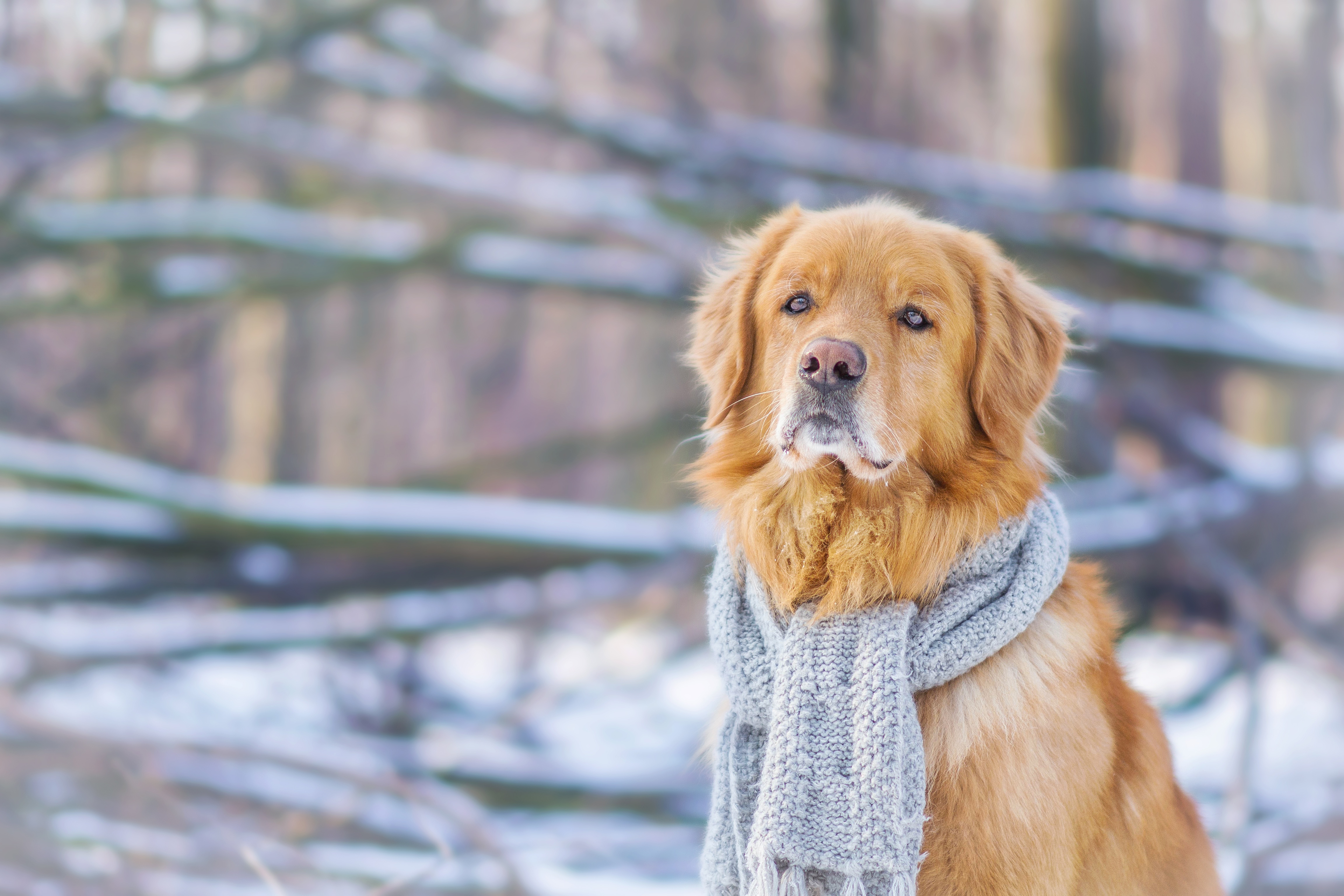 Download mobile wallpaper Winter, Dogs, Dog, Animal, Golden Retriever, Scarf, Depth Of Field for free.