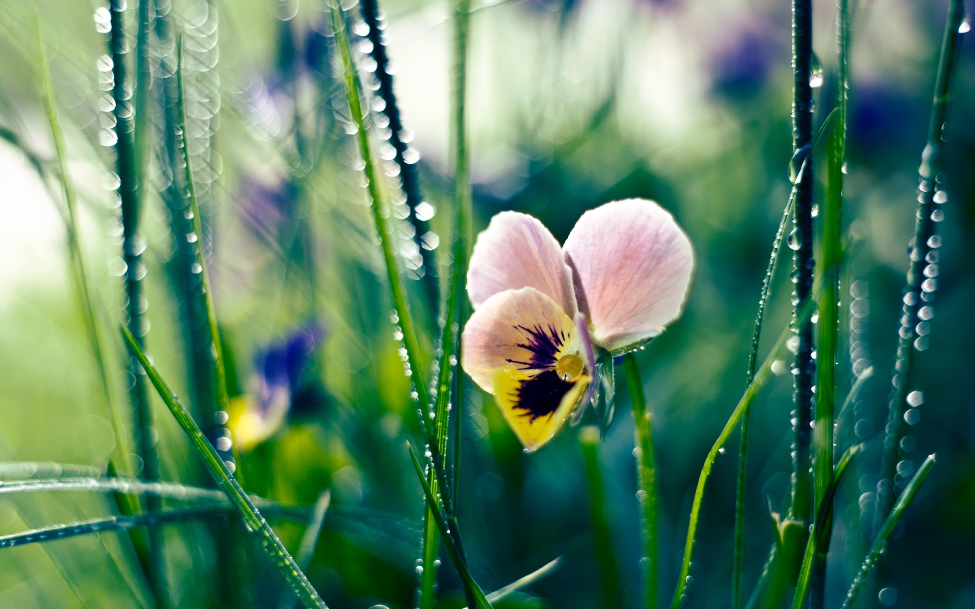 earth, pansy, flower, flowers