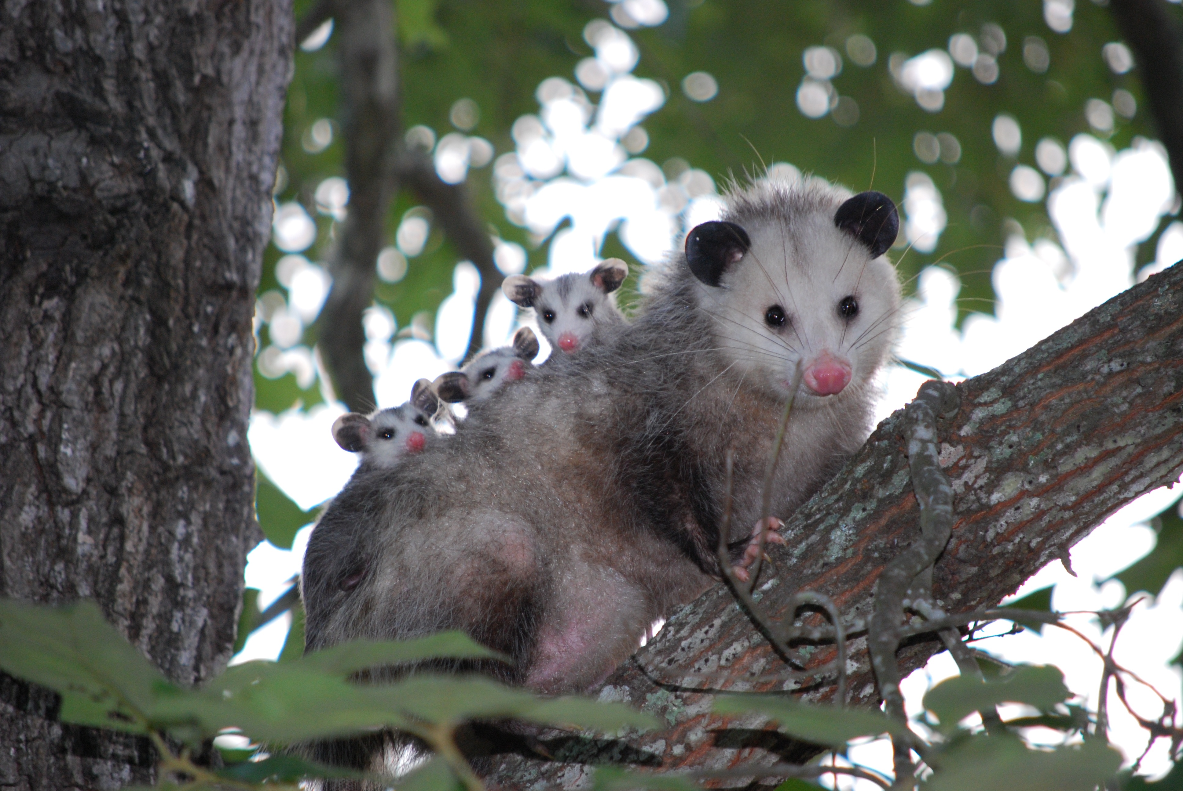 animals, wood, young, tree, family, care, cubs, opossum