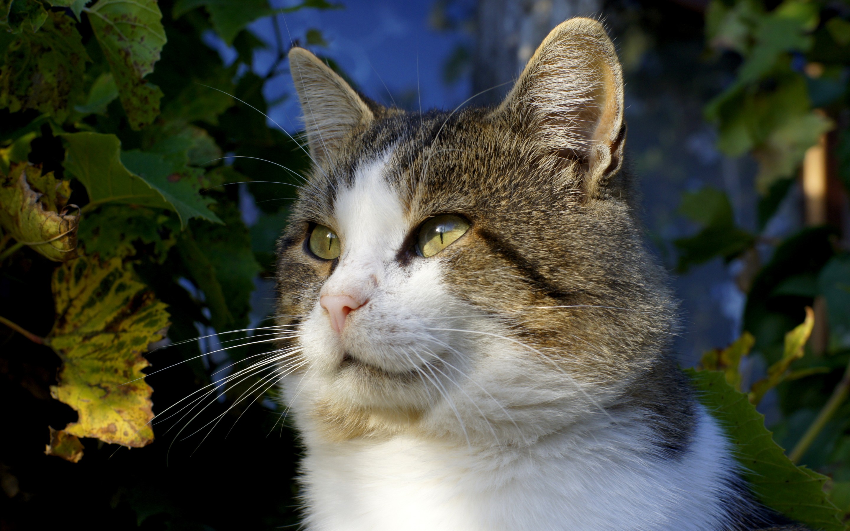 Baixar papel de parede para celular de Animais, Gatos, Gato gratuito.