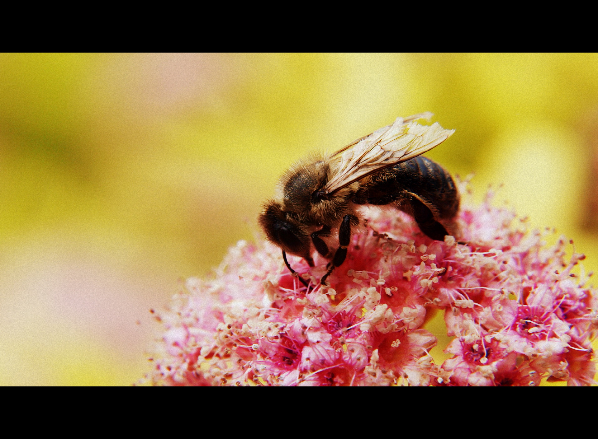 Скачать обои бесплатно Животные, Природа, Насекомые, Цветок, Насекомое, Пчела картинка на рабочий стол ПК