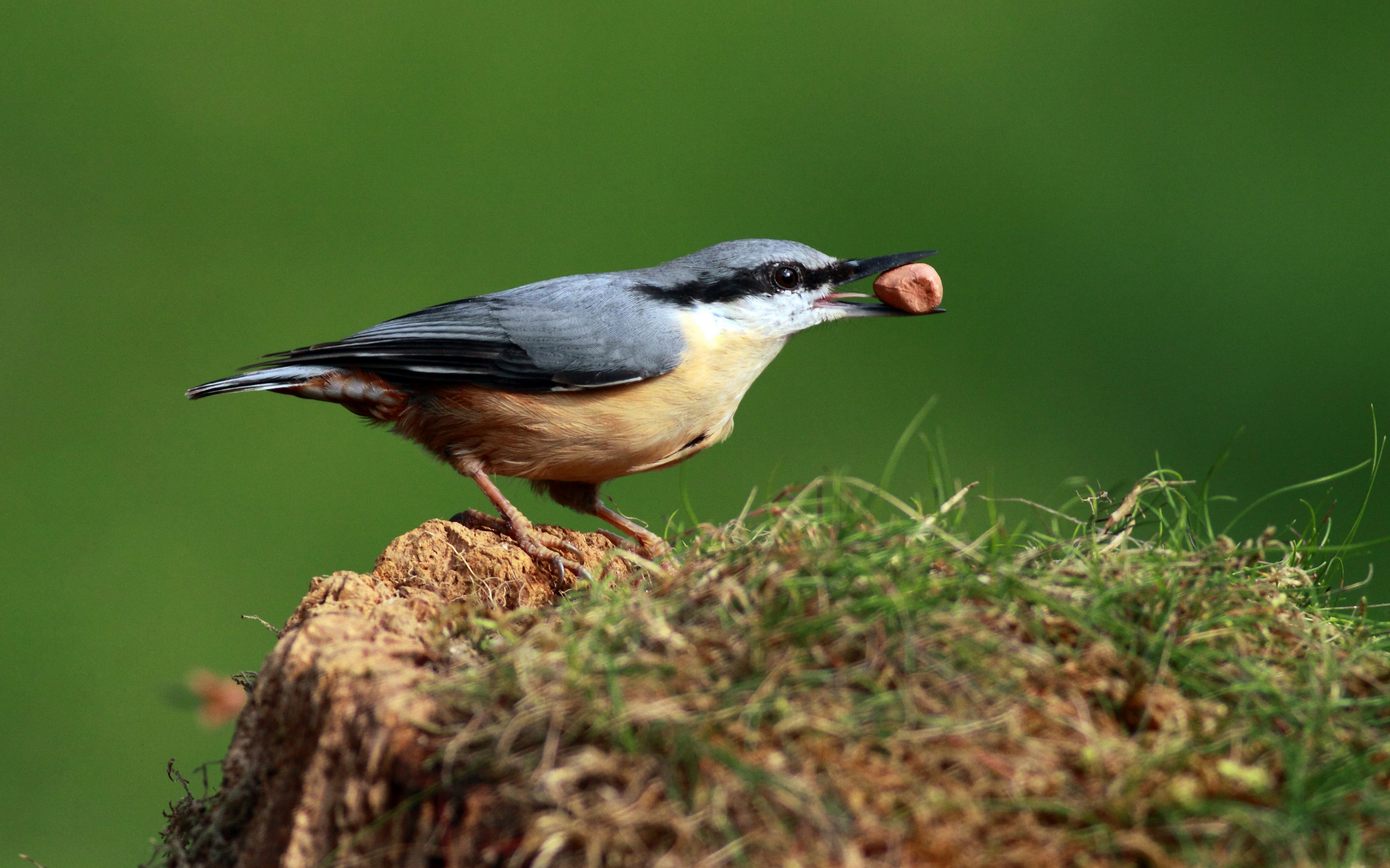 Free download wallpaper Bird, Birds, Animal on your PC desktop