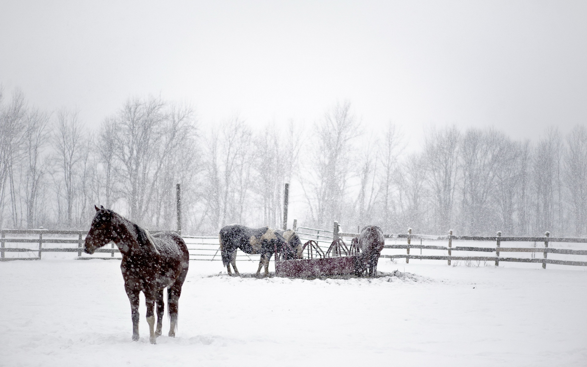 Free download wallpaper Animal, Horse on your PC desktop