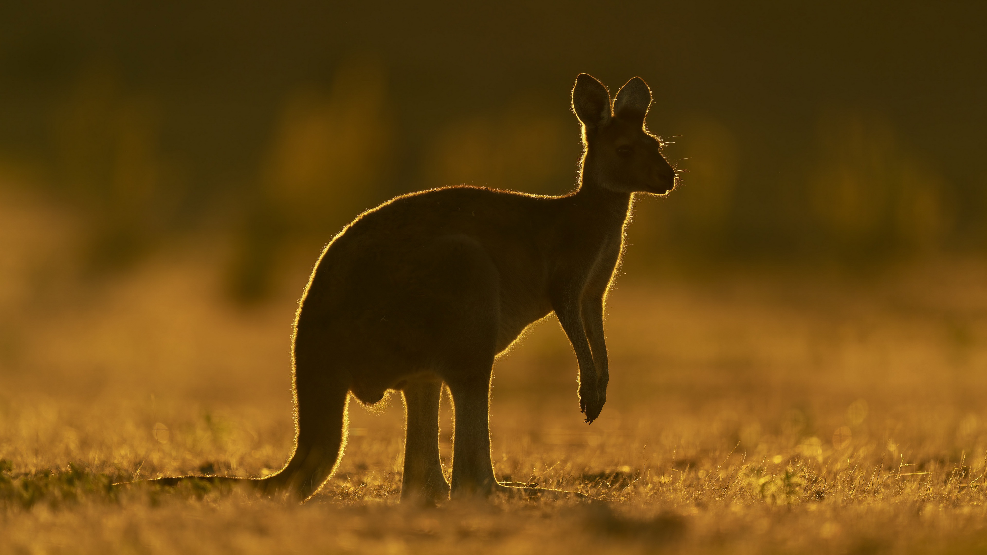 Free download wallpaper Kangaroo, Animal on your PC desktop