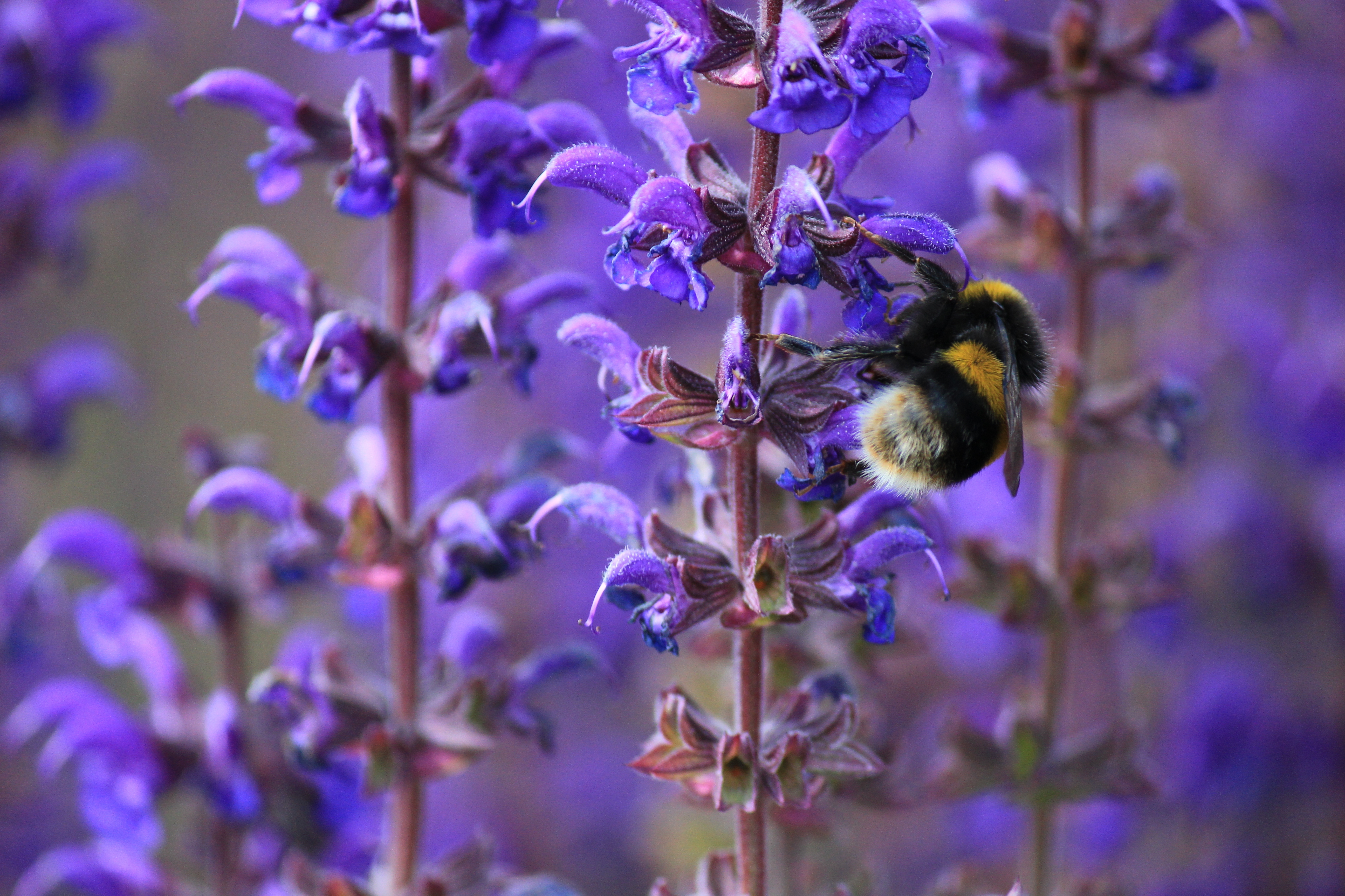 124920 descargar fondo de pantalla flor, planta, macro, insecto, rayas, rayado, abejorro: protectores de pantalla e imágenes gratis