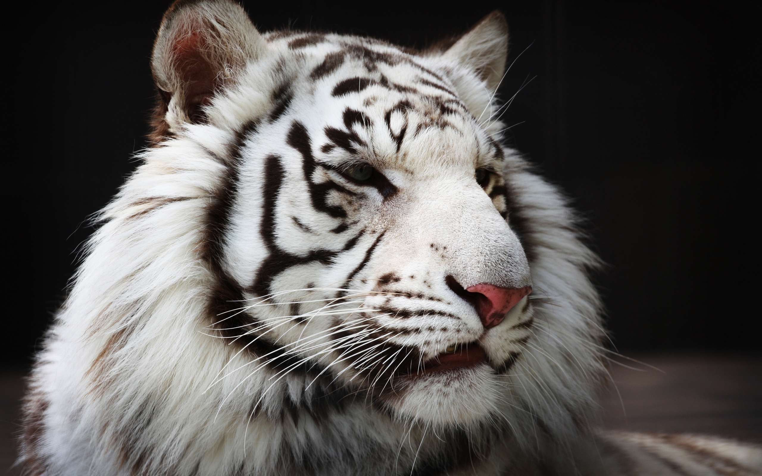 306897 descargar fondo de pantalla tigre blanco, animales, gatos: protectores de pantalla e imágenes gratis