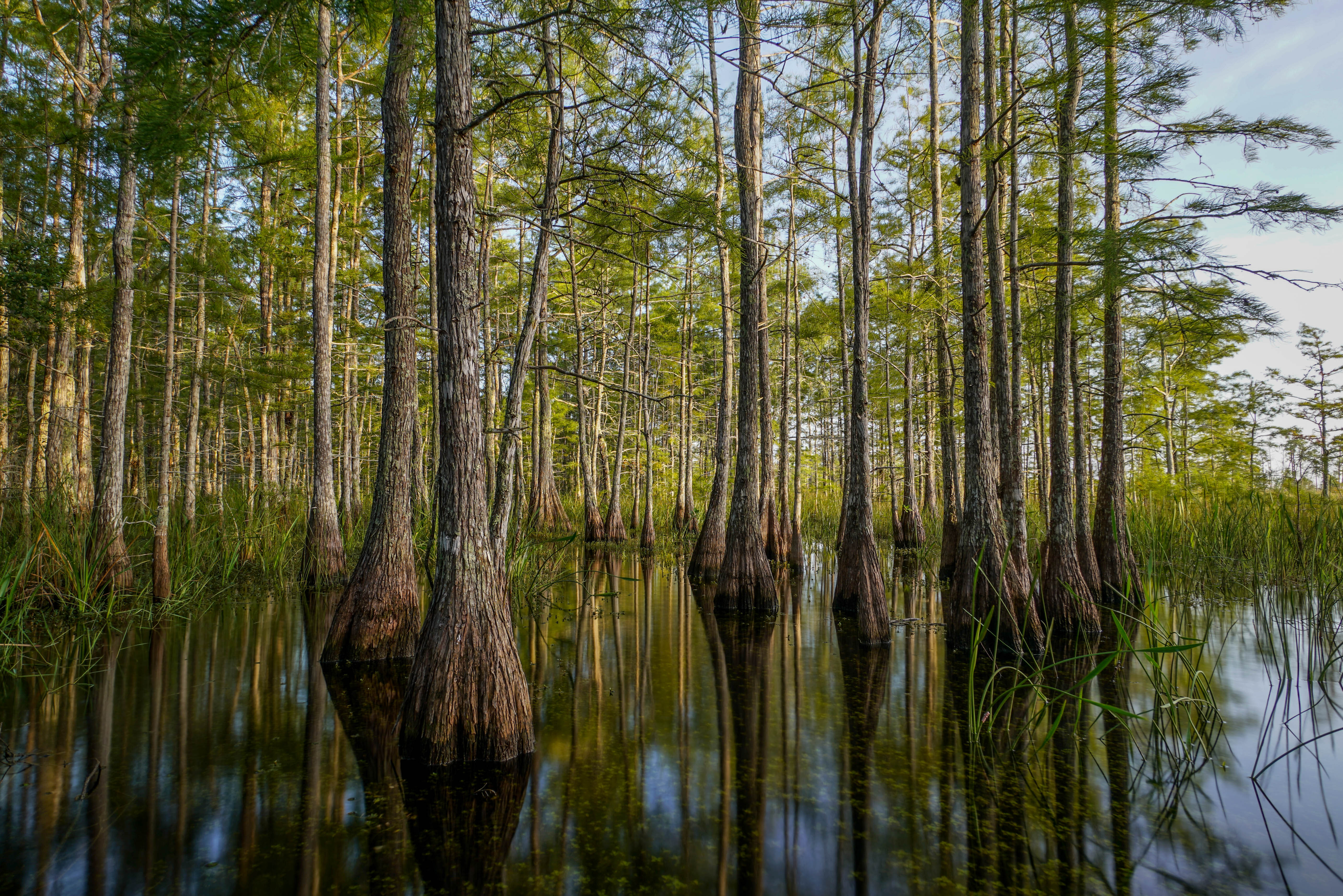 Descarga gratis la imagen Naturaleza, Agua, Árboles, Reflexión en el escritorio de tu PC