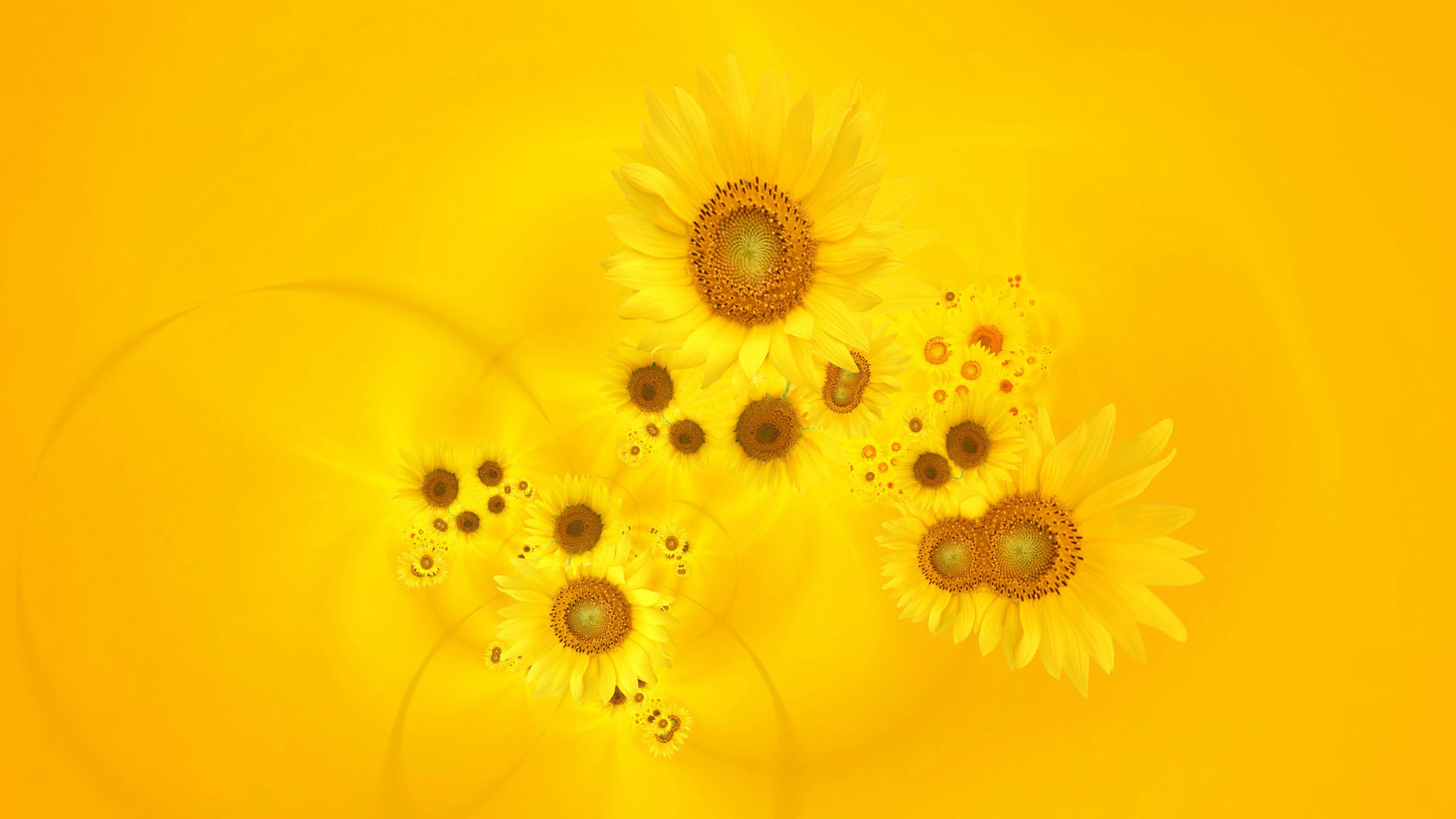 Free download wallpaper Sunflower, Flowers, Flower, Earth on your PC desktop