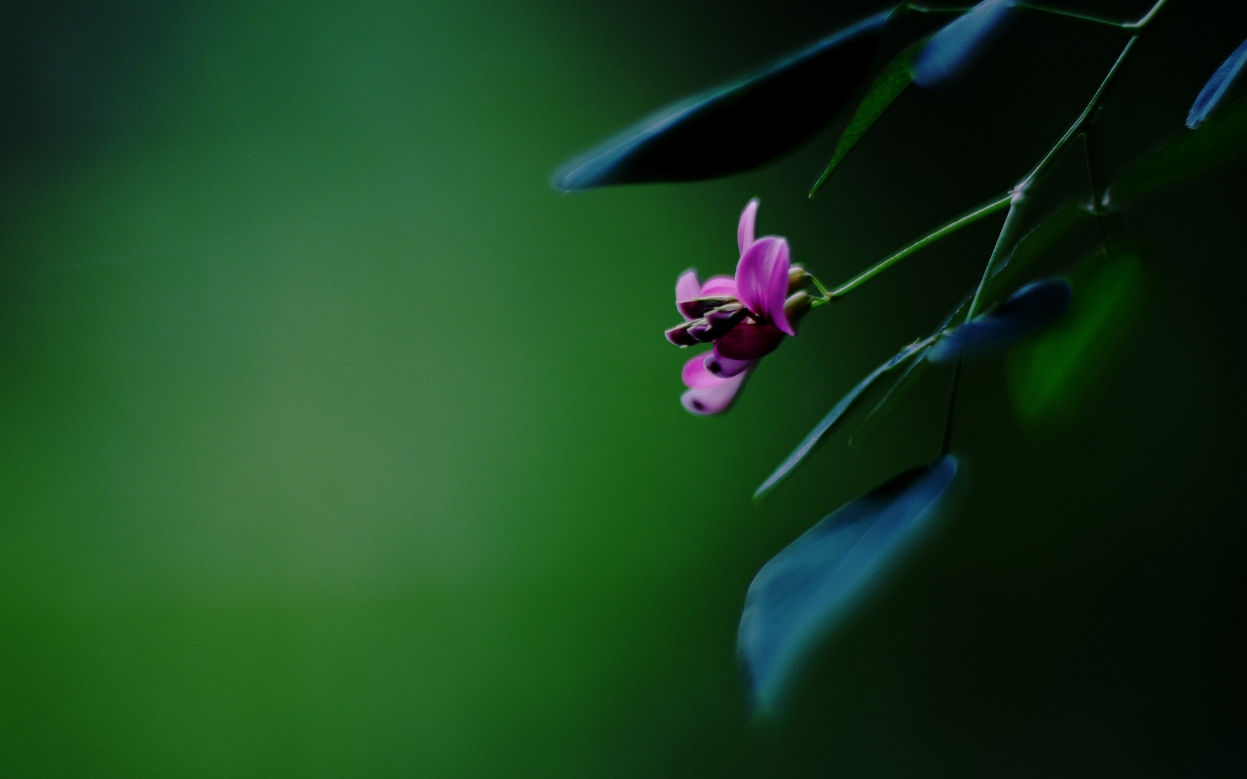 Descarga gratuita de fondo de pantalla para móvil de Flores, Flor, Tierra/naturaleza.