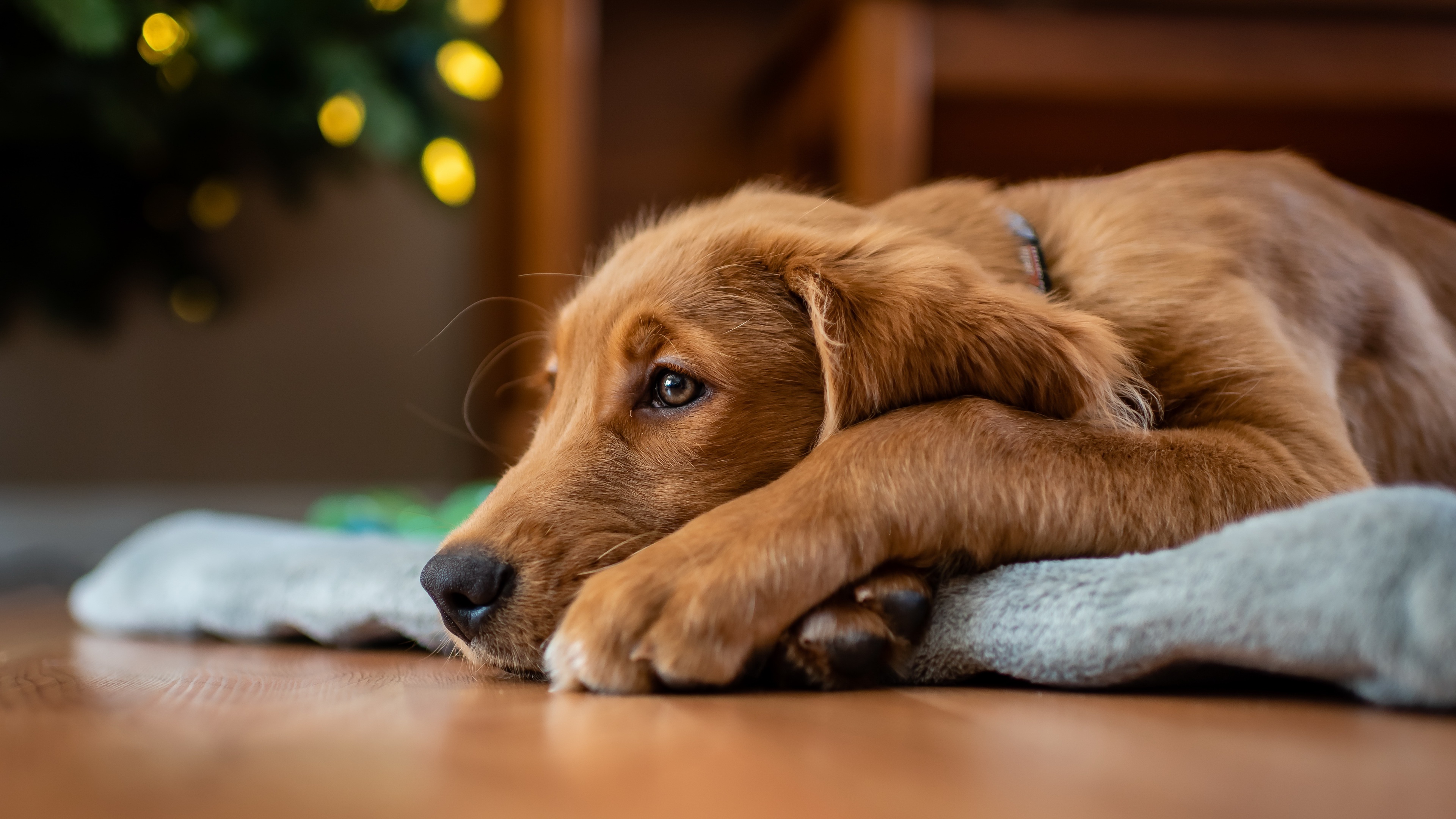 Téléchargez des papiers peints mobile Animaux, Chiens, Chien gratuitement.