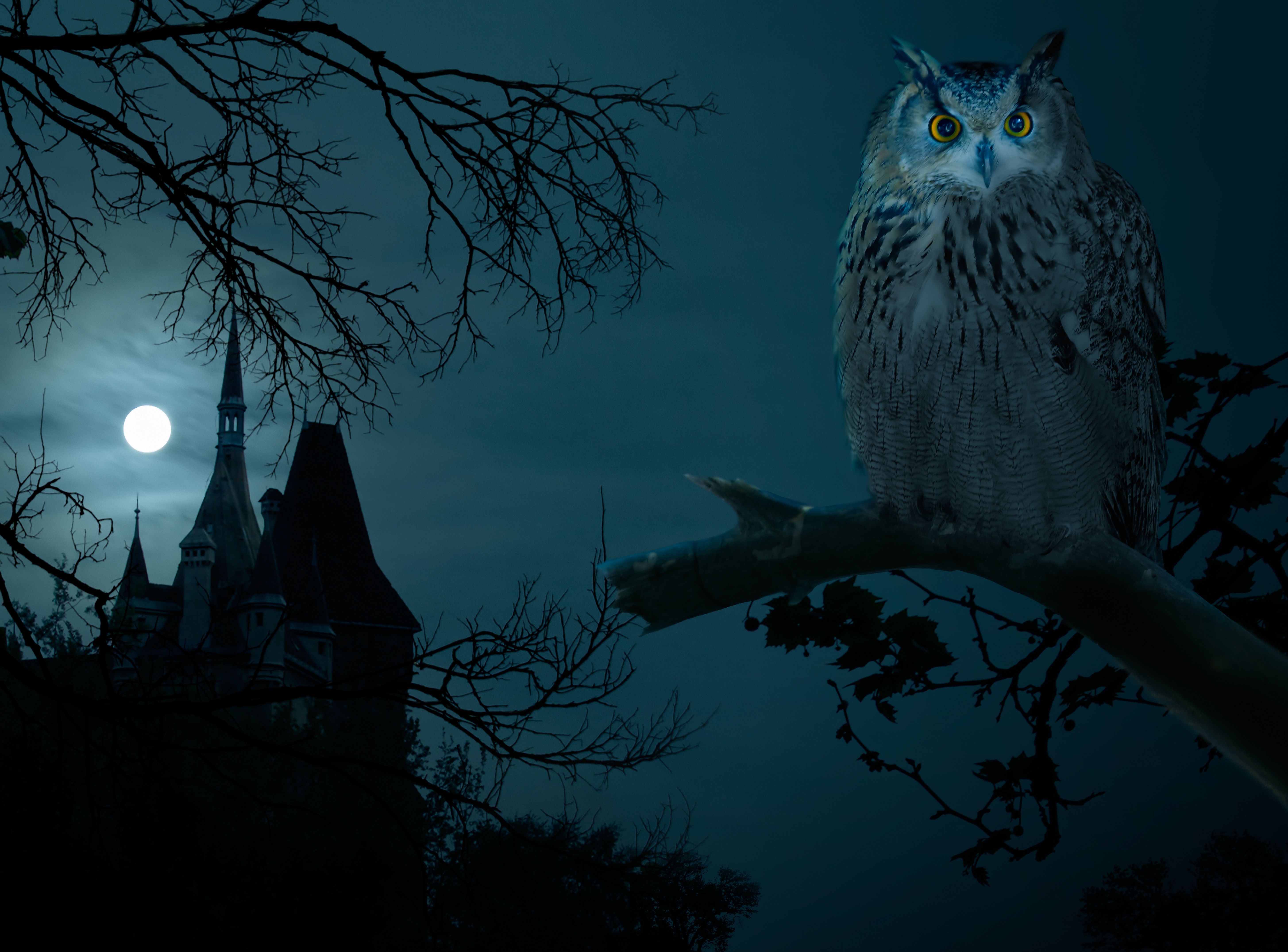 Free download wallpaper Birds, Night, Owl, Moon, Animal on your PC desktop