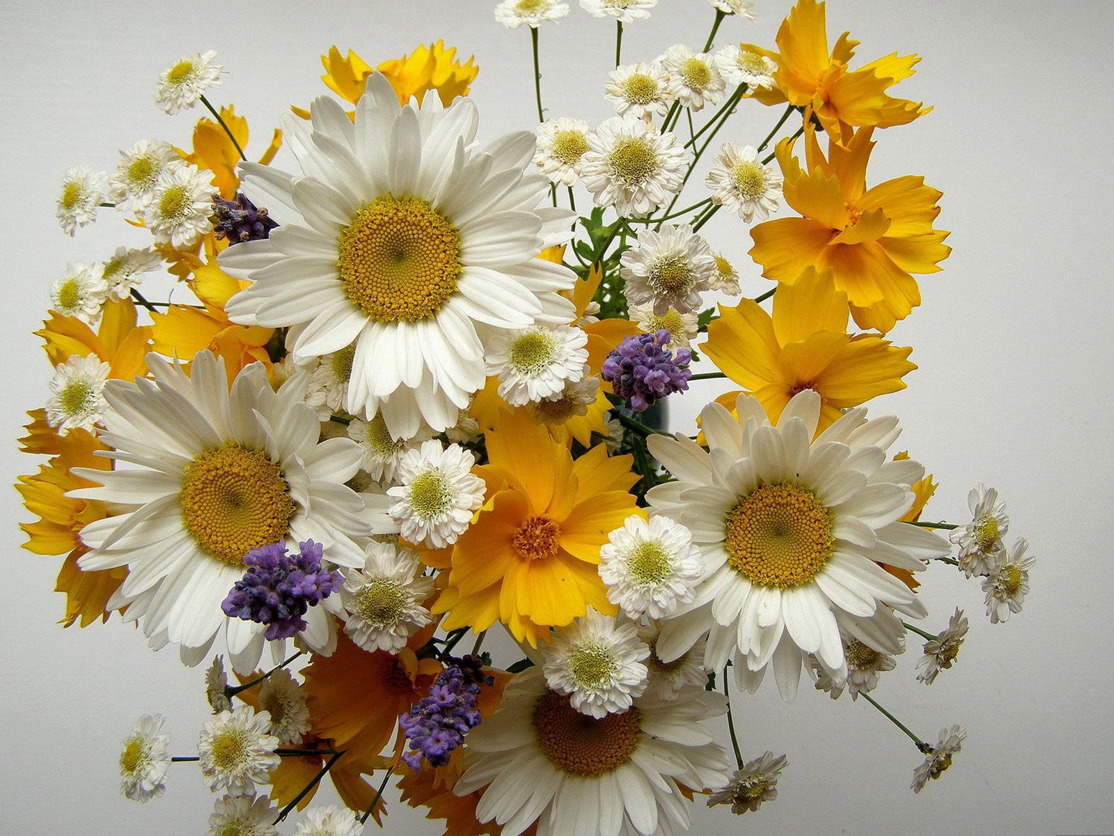 bouquet, flowers, camomile, composition, small, large, big