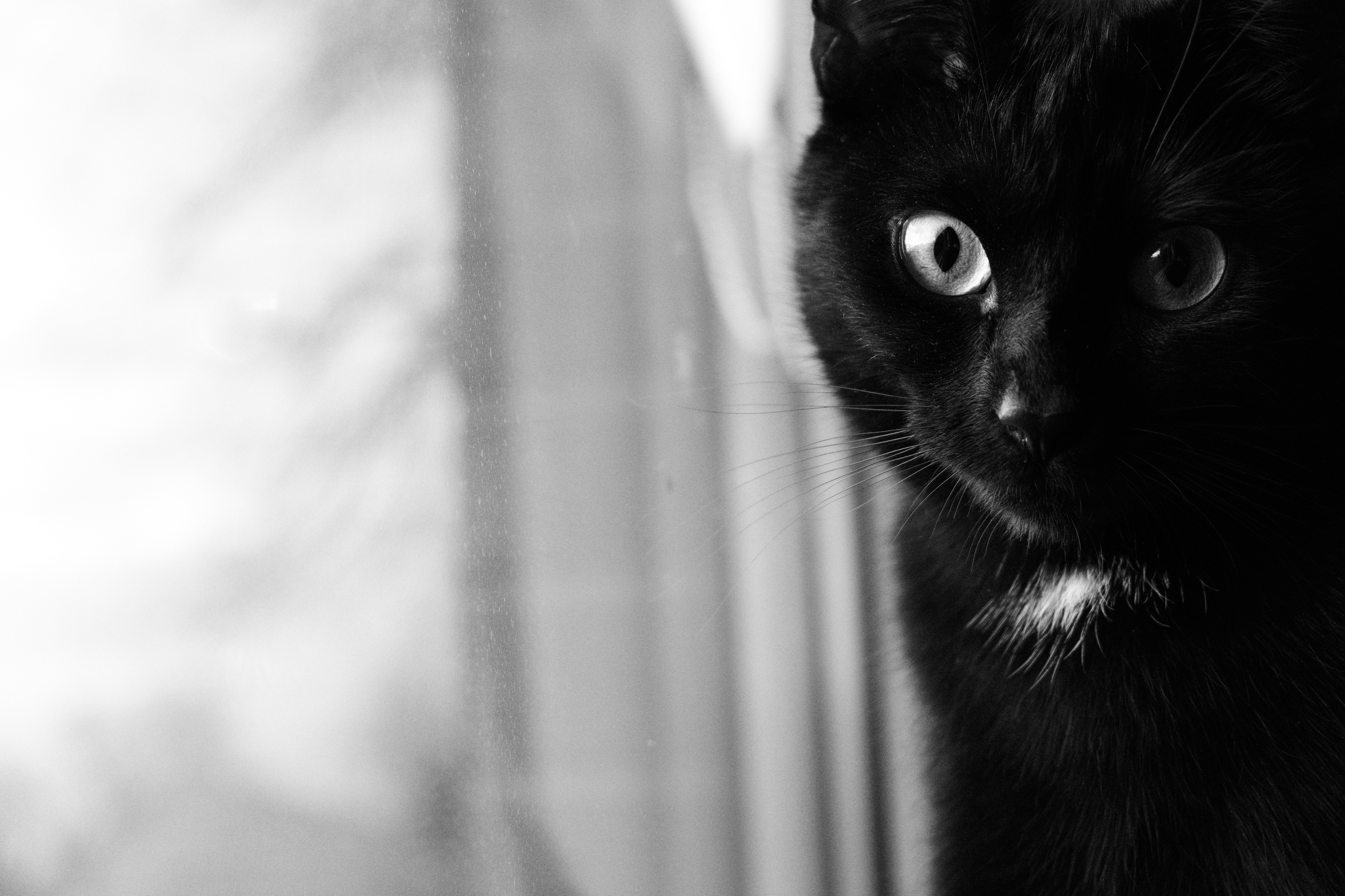 143681 завантажити шпалери тварини, кіт, кішка, морда, очі, чб, чорний кіт, чорна кішка - заставки і картинки безкоштовно