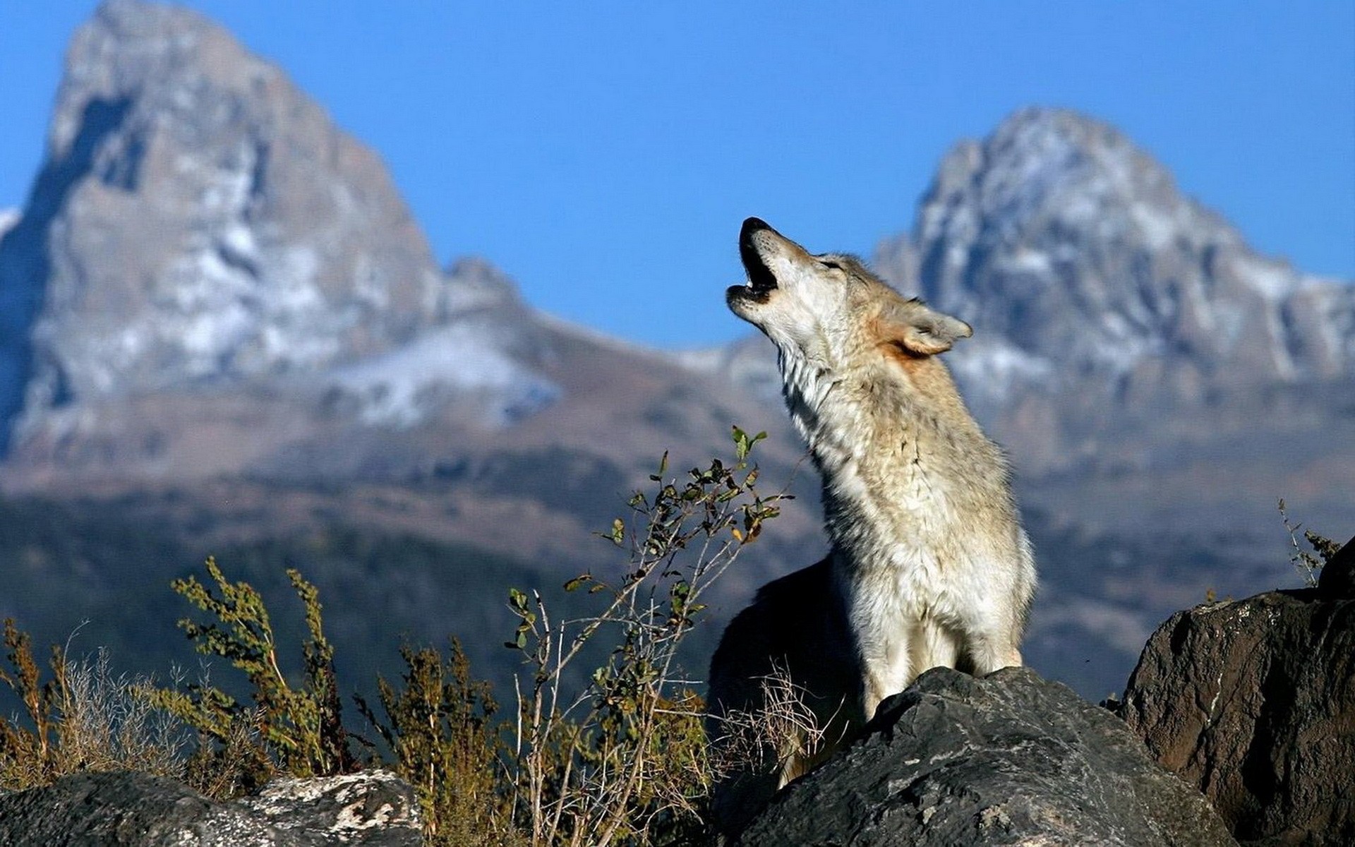 Free download wallpaper Wolf, Animal on your PC desktop