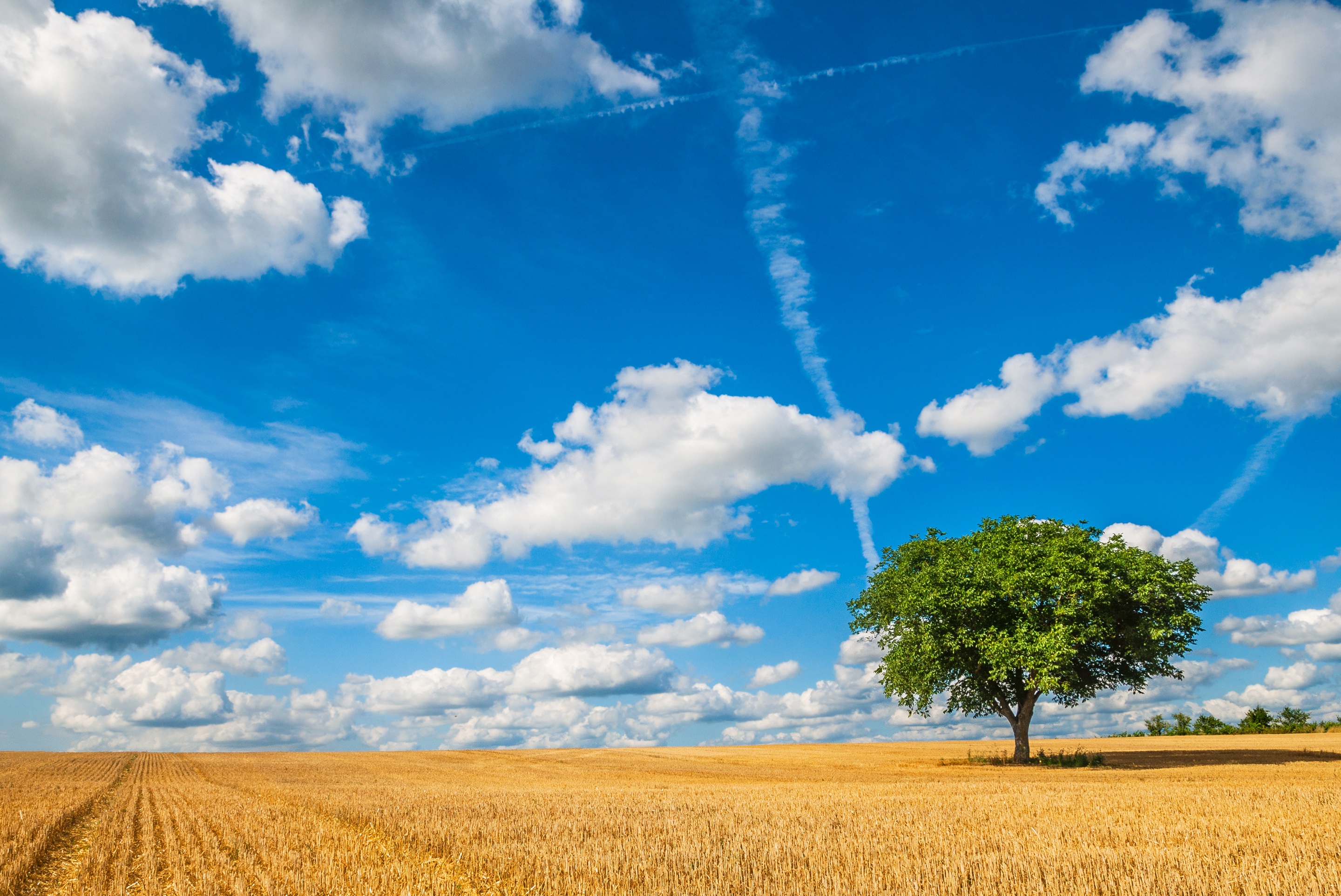 Free download wallpaper Nature, Summer, Horizon, Tree, Earth, Field, Sunny, Lonely Tree on your PC desktop