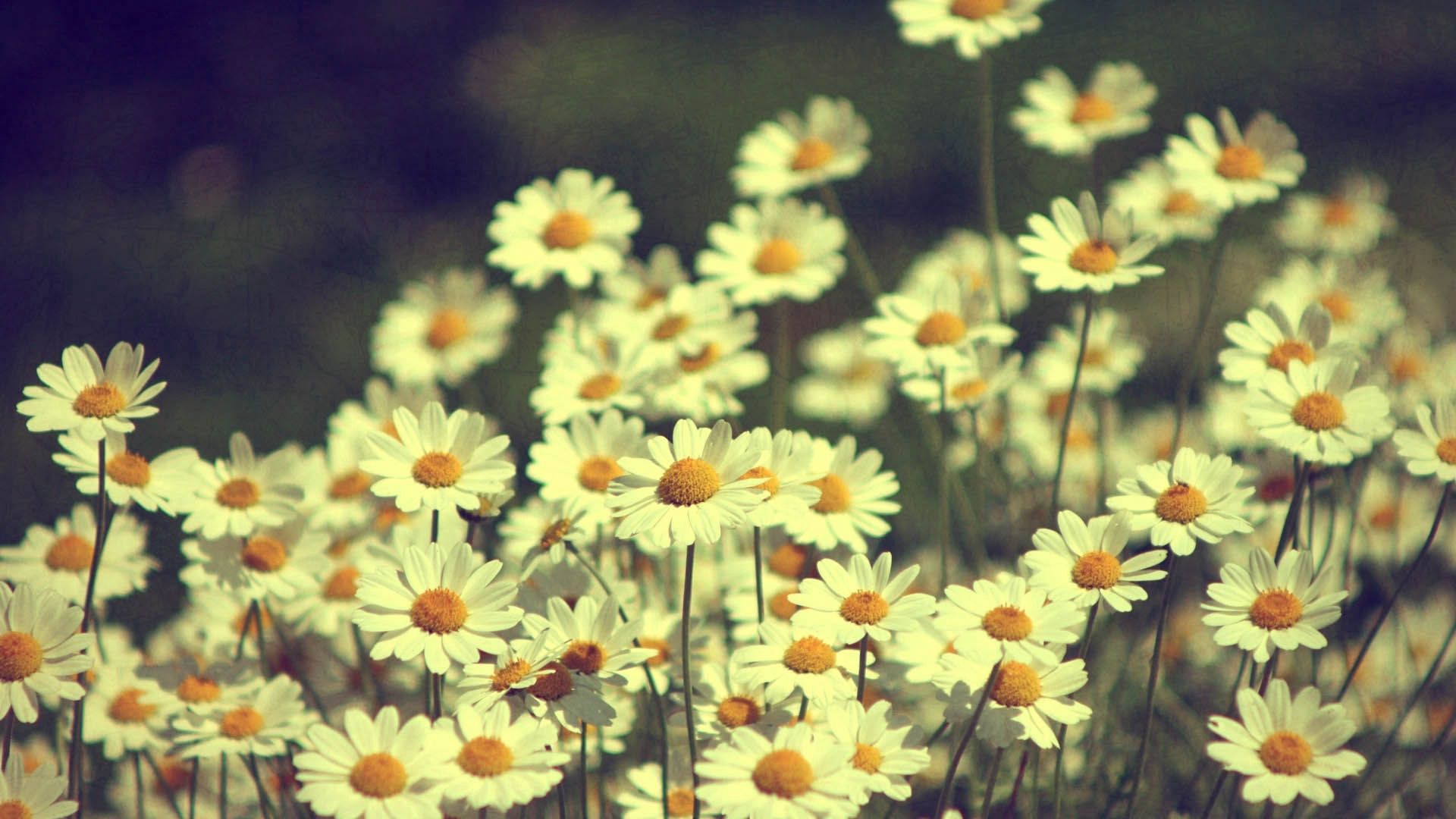 Free download wallpaper Field, Flowers, Camomile on your PC desktop