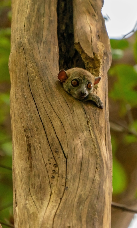 Handy-Wallpaper Tiere, Lemur, Affen, Rüssel, Tierbaby kostenlos herunterladen.