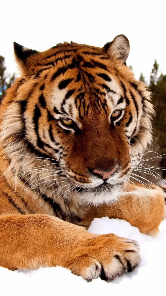 Téléchargez des papiers peints mobile Chats, Animaux, Tigre gratuitement.