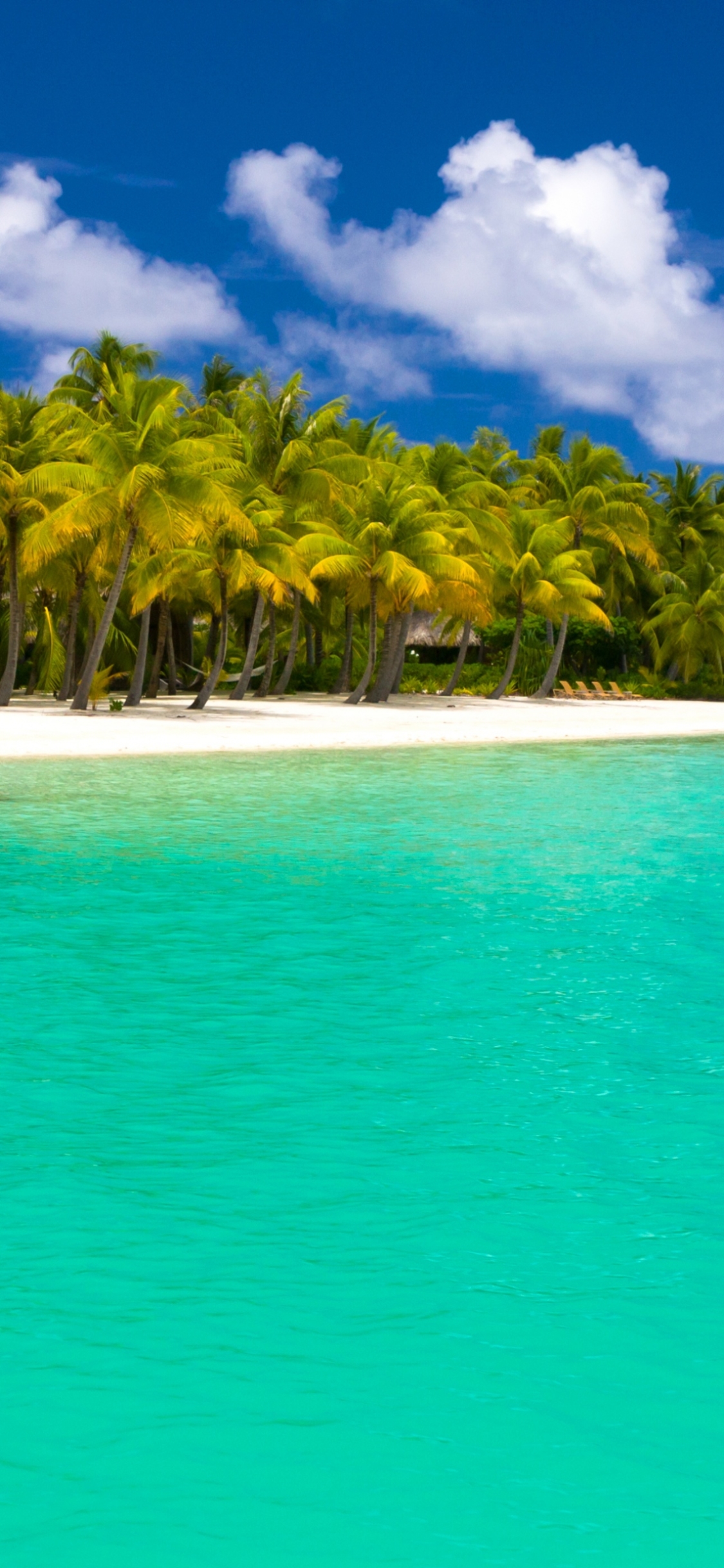 Скачать картинку Море, Пляж, Пальмы, Океан, Пальма, Мальдивы, Фотографии, Бирюзовый в телефон бесплатно.