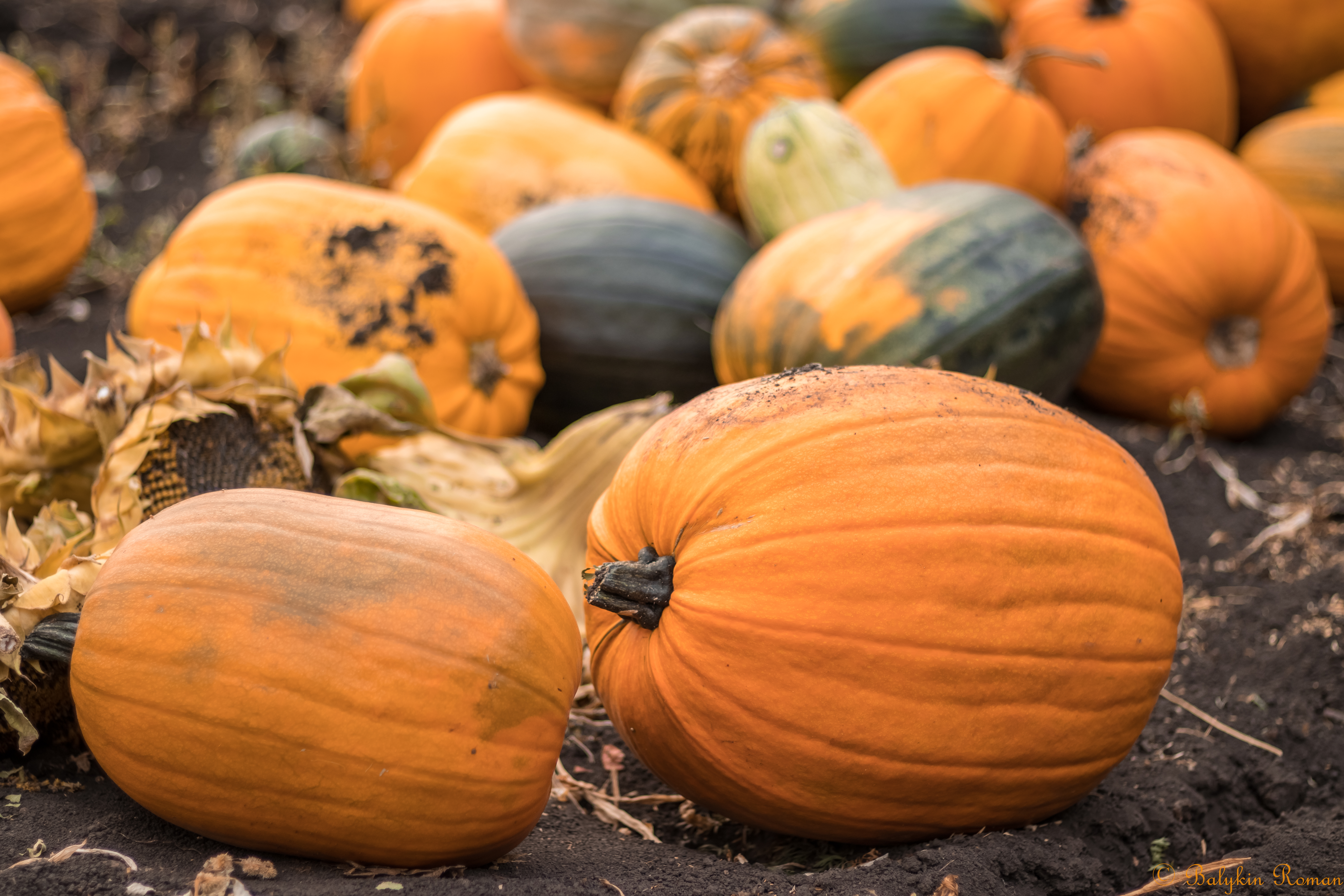 Download mobile wallpaper Food, Pumpkin for free.