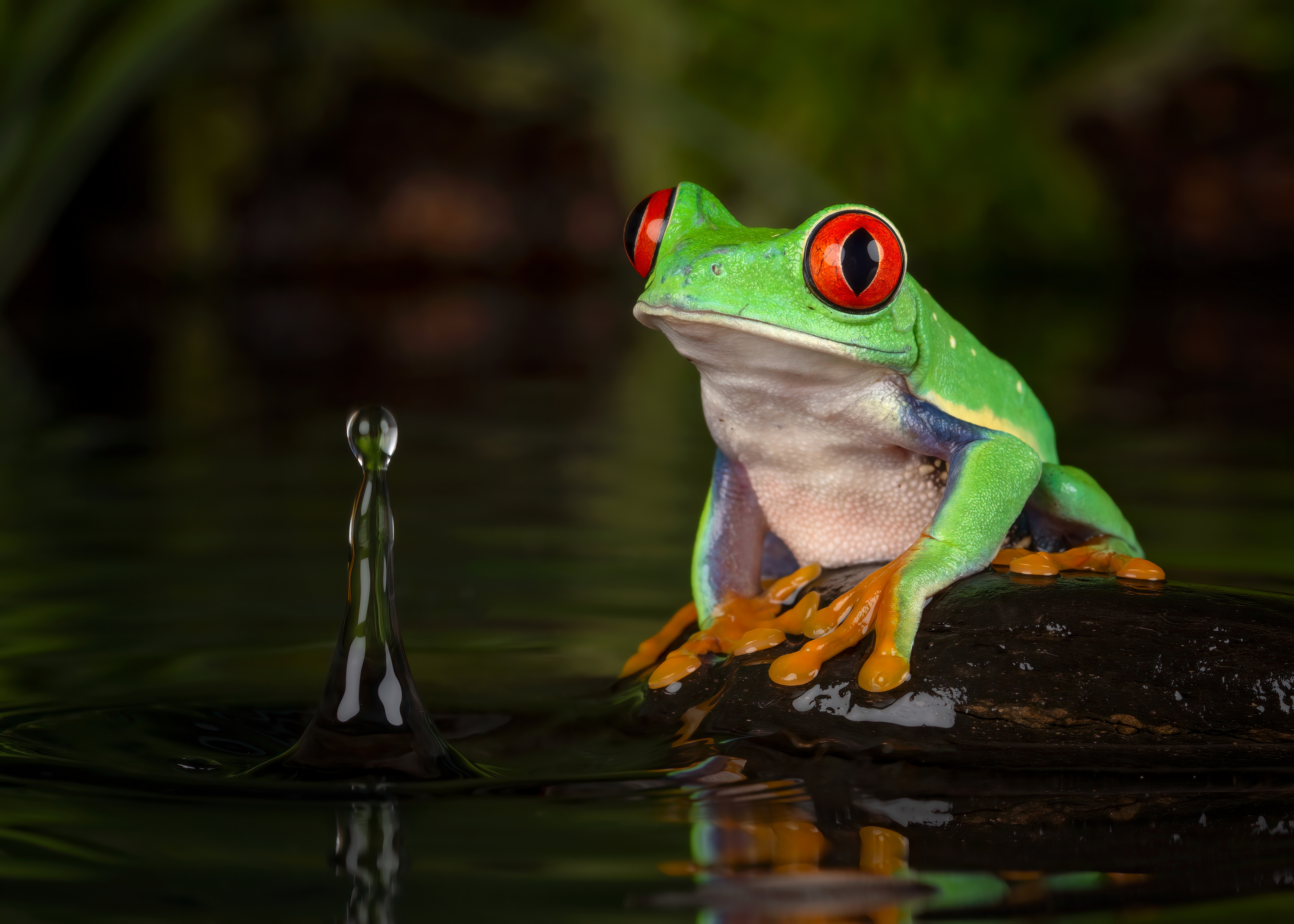 PCデスクトップに動物, カエル, 両生類, レッド・アイド・アマガエル画像を無料でダウンロード