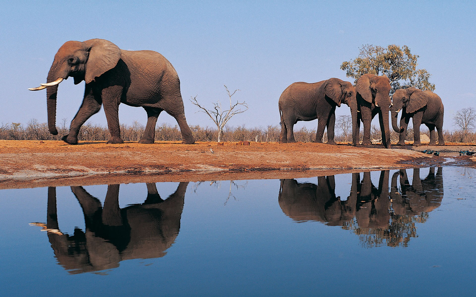 Free download wallpaper Elephants, Animal, African Bush Elephant on your PC desktop