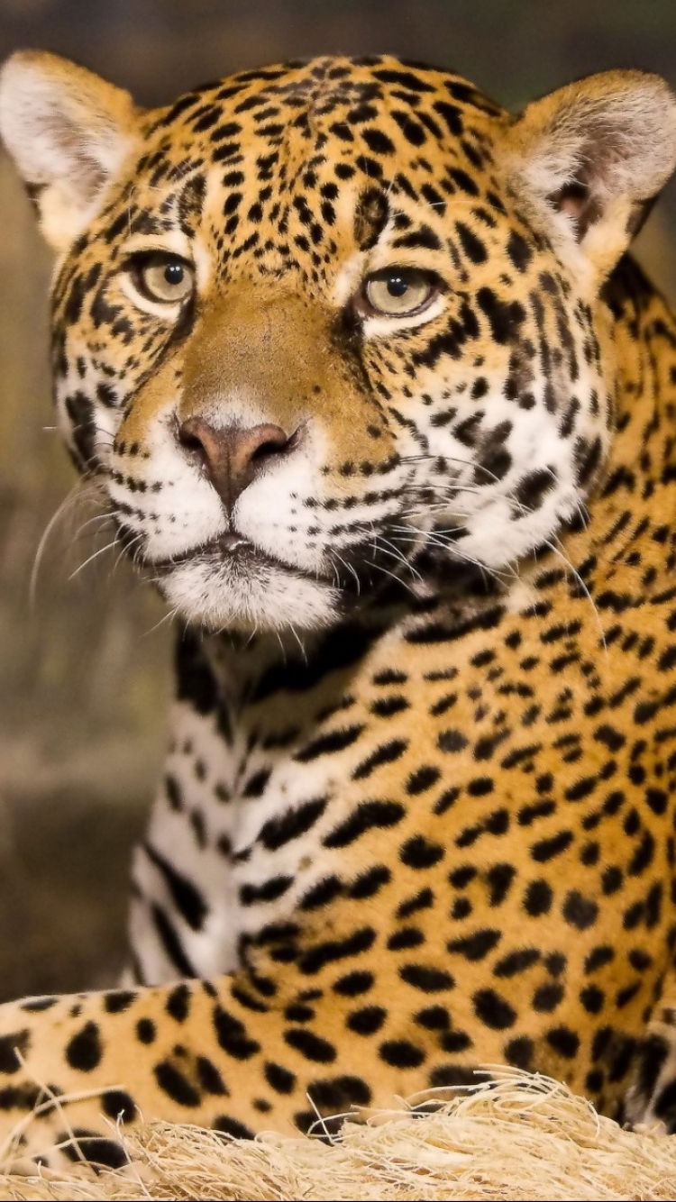 Download mobile wallpaper Cats, Jaguar, Animal for free.