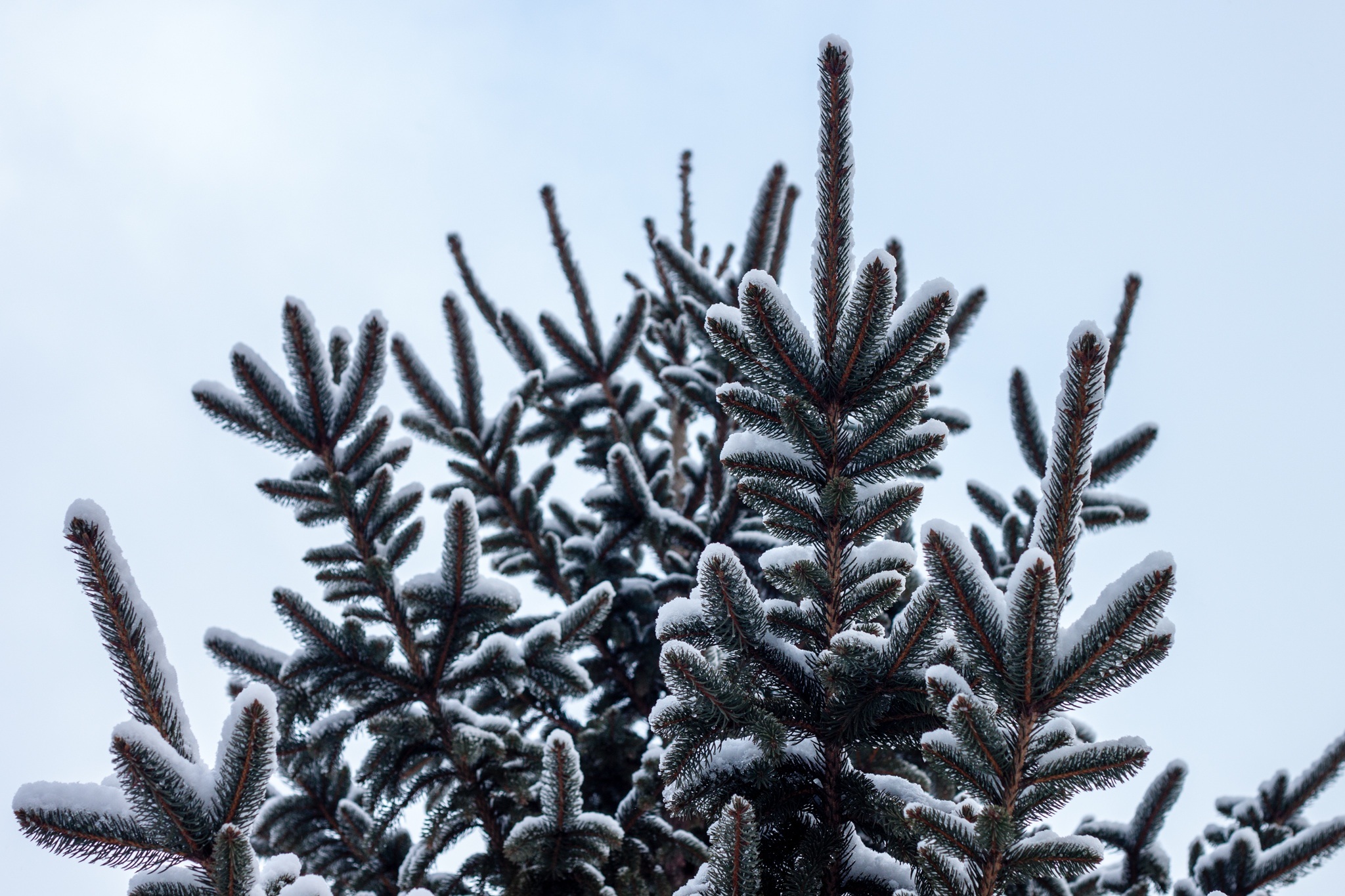 Download mobile wallpaper Spruce, Fir, Snow, Pine, Nature for free.