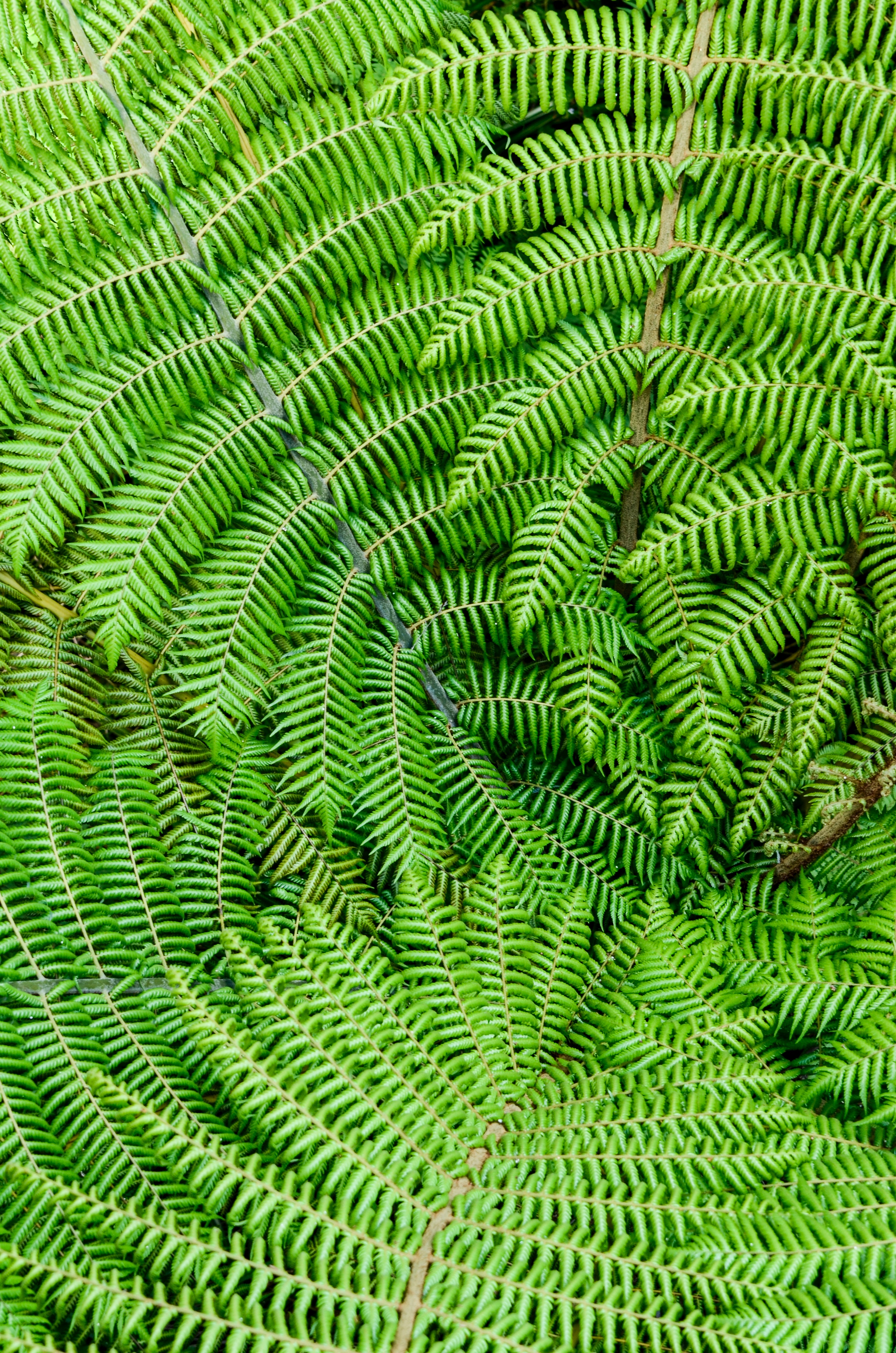 Download mobile wallpaper Branches, Plant, Macro, Fern, Leaves for free.