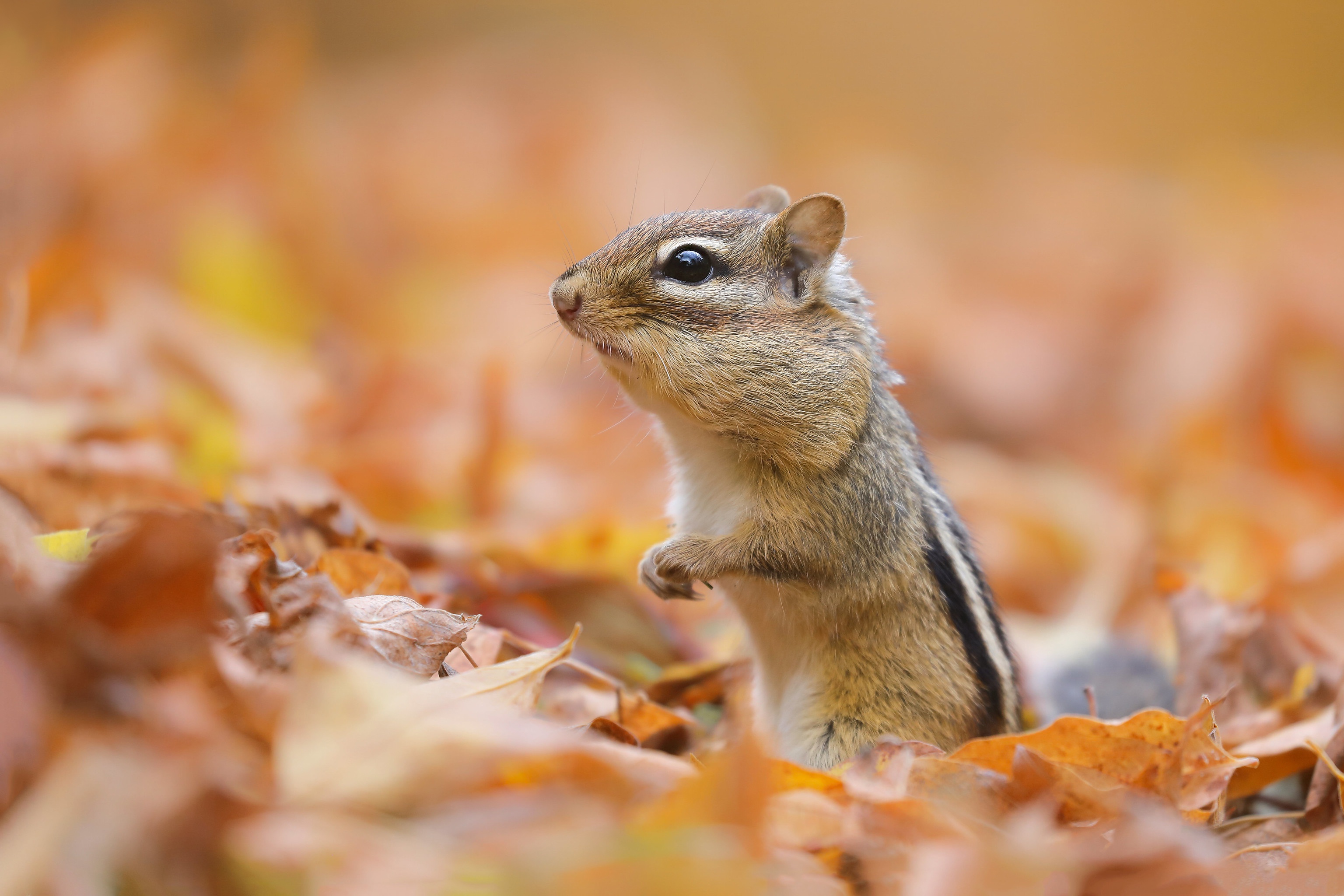 Download mobile wallpaper Leaf, Fall, Animal, Rodent, Chipmunk for free.