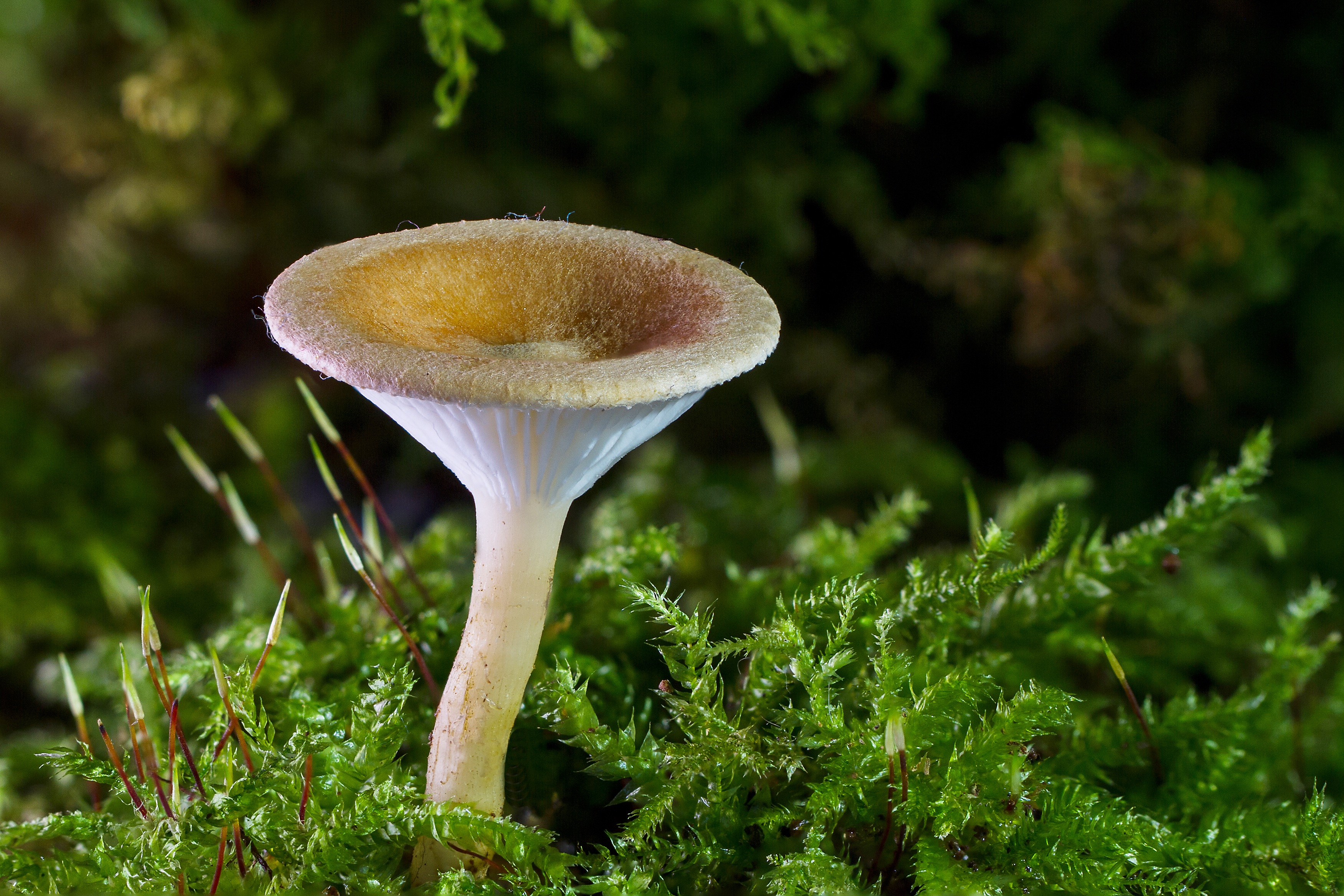 Téléchargez des papiers peints mobile Champignon, Mousse, La Nature, Terre/nature gratuitement.