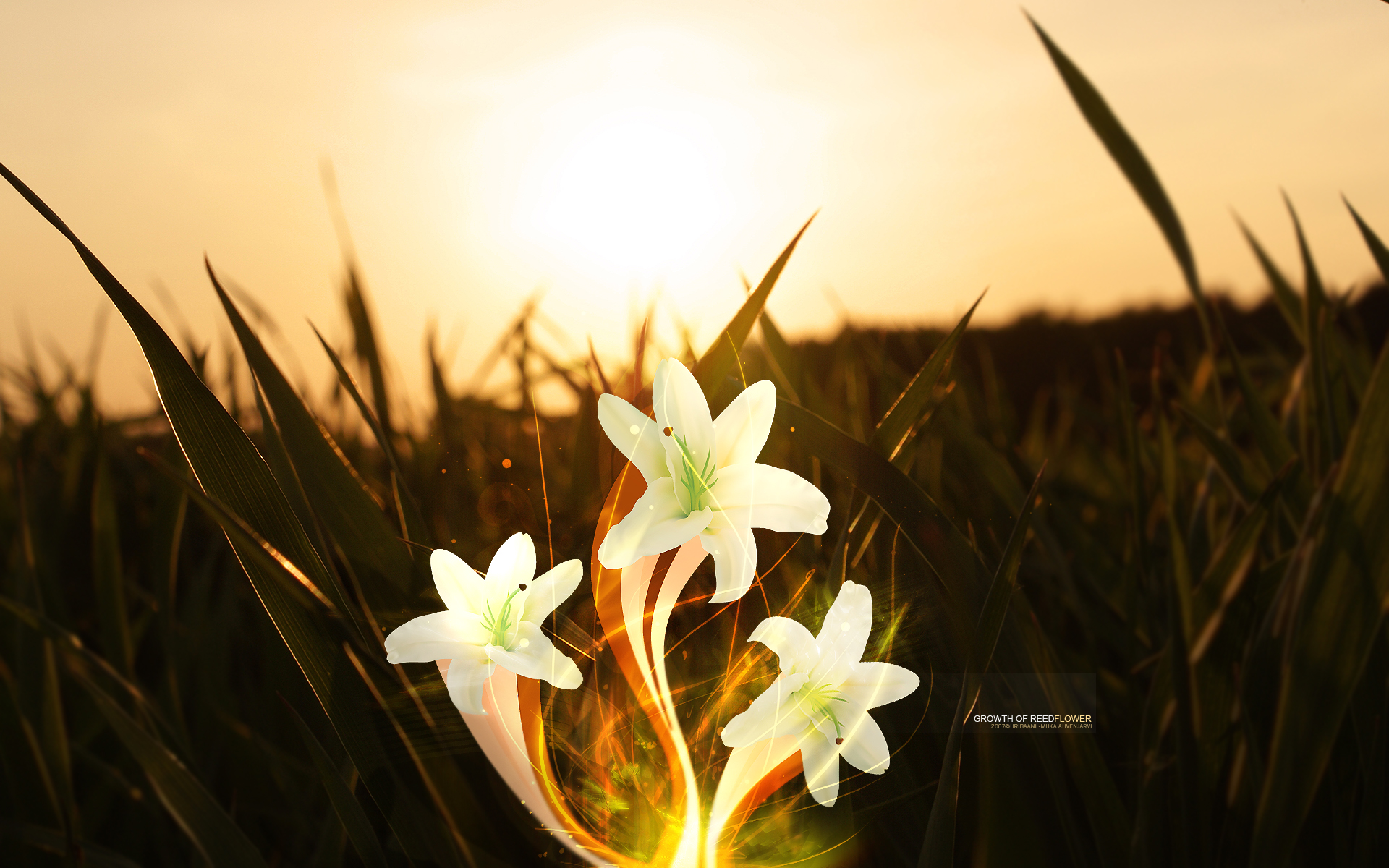 Free download wallpaper Grass, Flower, Light, Earth, Artistic on your PC desktop