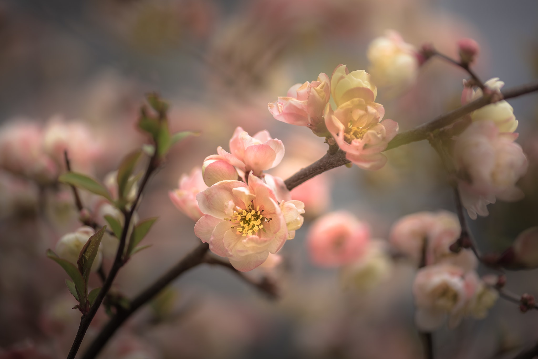 Free download wallpaper Flowers, Flower, Branch, Earth, Spring, Blossom on your PC desktop