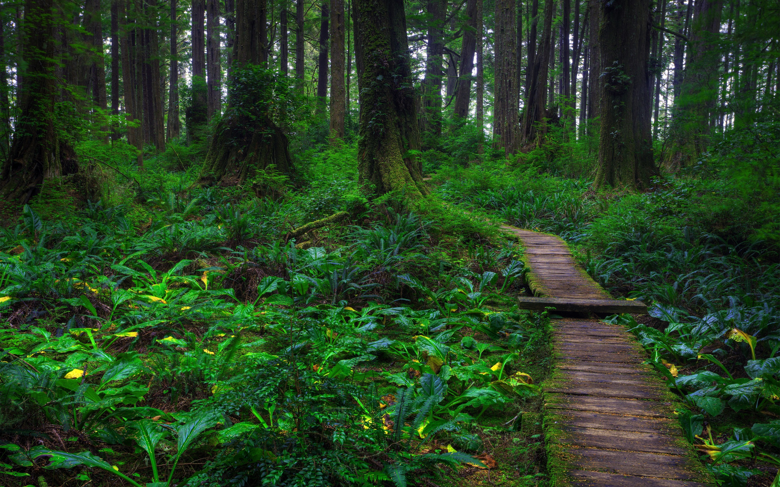 Free download wallpaper Forest, Tree, Path, Boardwalk, Man Made on your PC desktop