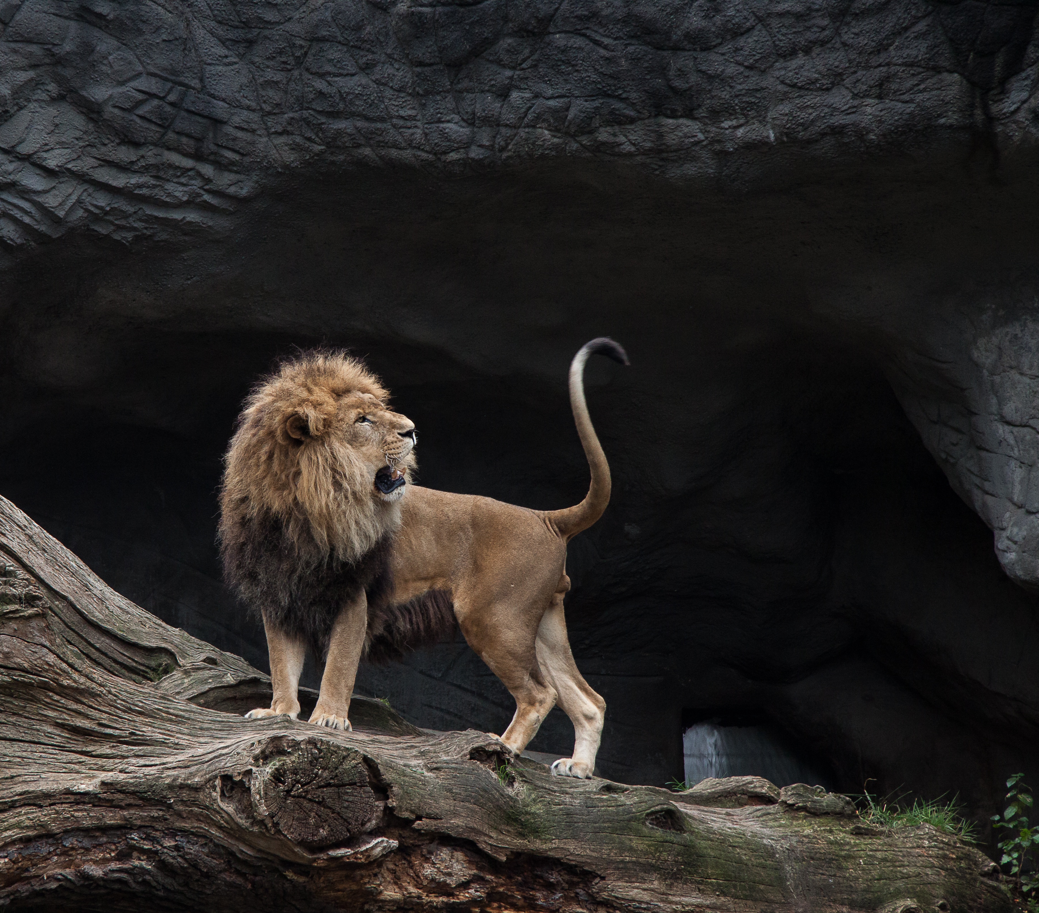 lion, grin, animals, stones, predator Smartphone Background