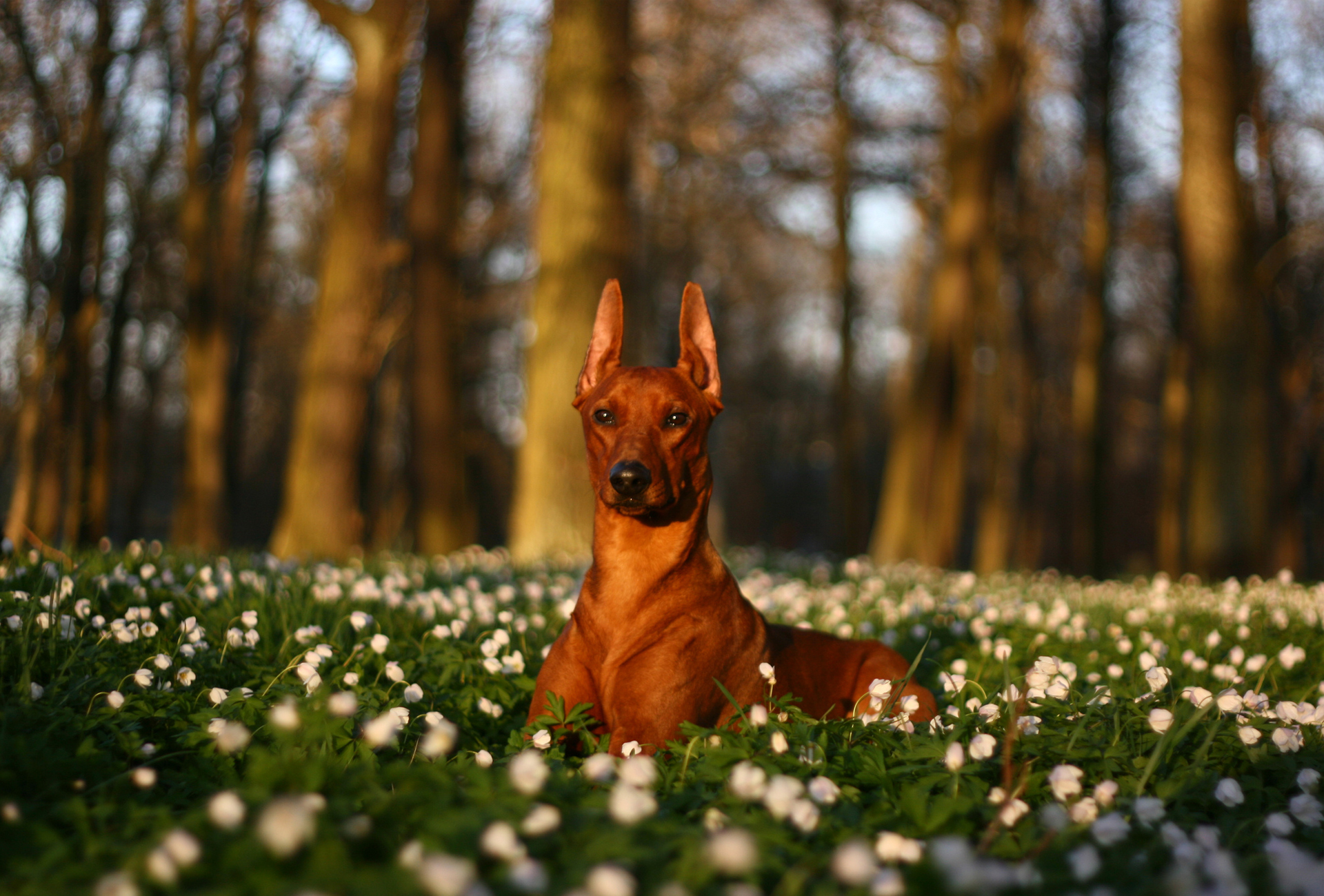 Handy-Wallpaper Hunde, Hund, Tiere kostenlos herunterladen.