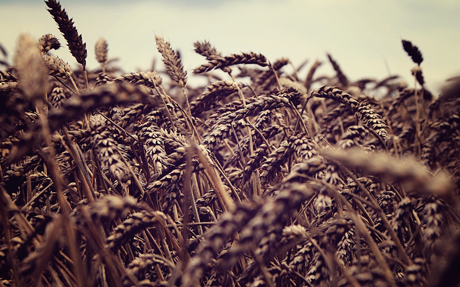 Скачать картинку Пшеница, Земля/природа в телефон бесплатно.