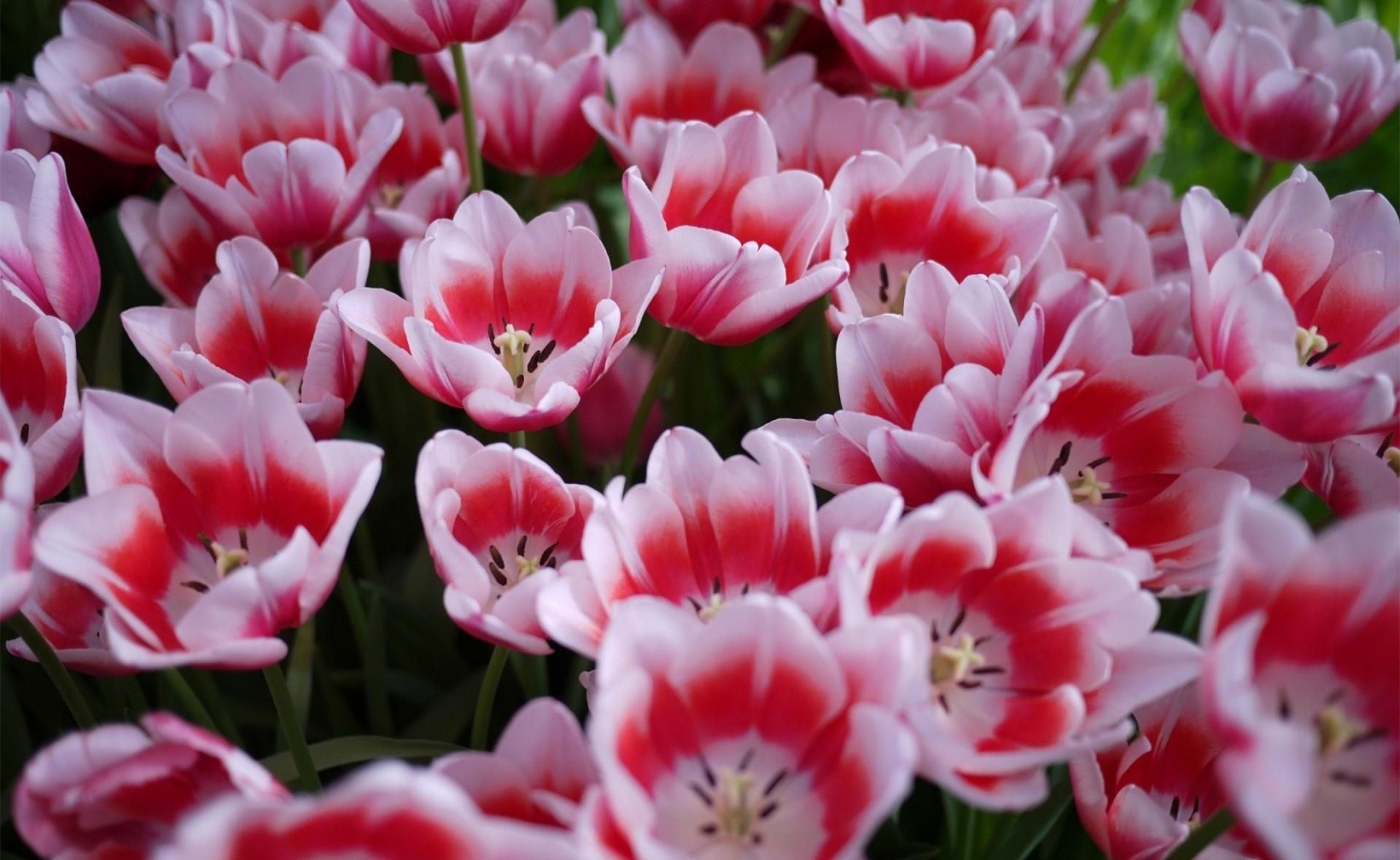 87064 descargar fondo de pantalla flores, tulipanes, cama de flores, parterre, disuelto, suelto, primavera: protectores de pantalla e imágenes gratis