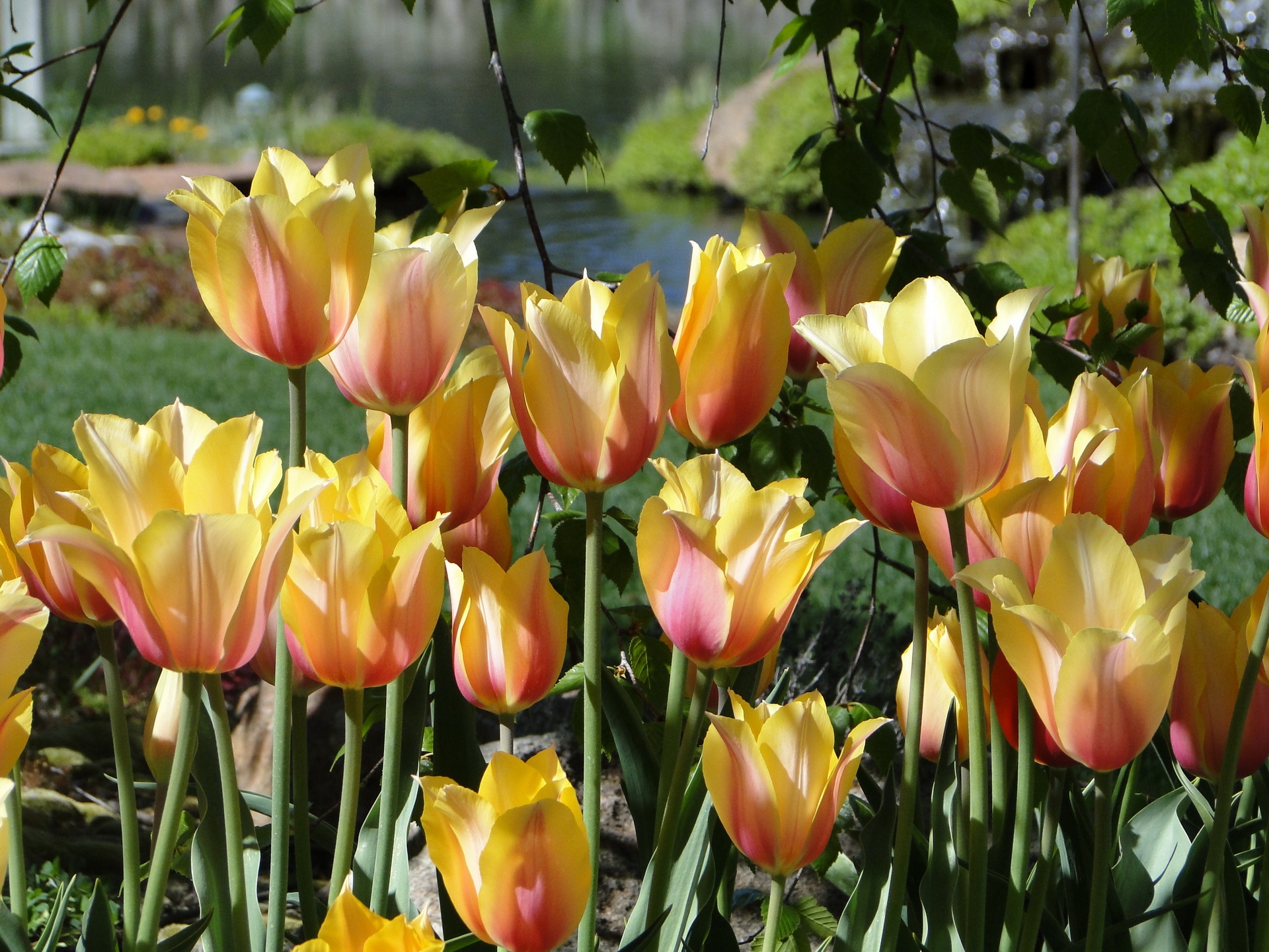 138208 descargar fondo de pantalla flores, tulipanes, el parque, parque, cama de flores, parterre, disuelto, suelto, estanque: protectores de pantalla e imágenes gratis