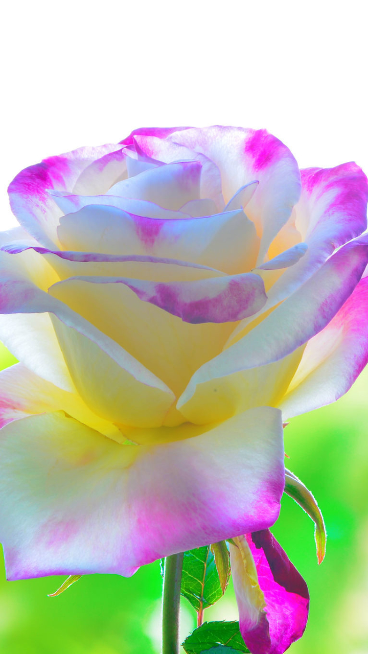 Download mobile wallpaper Flowers, Flower, Macro, Rose, Earth for free.
