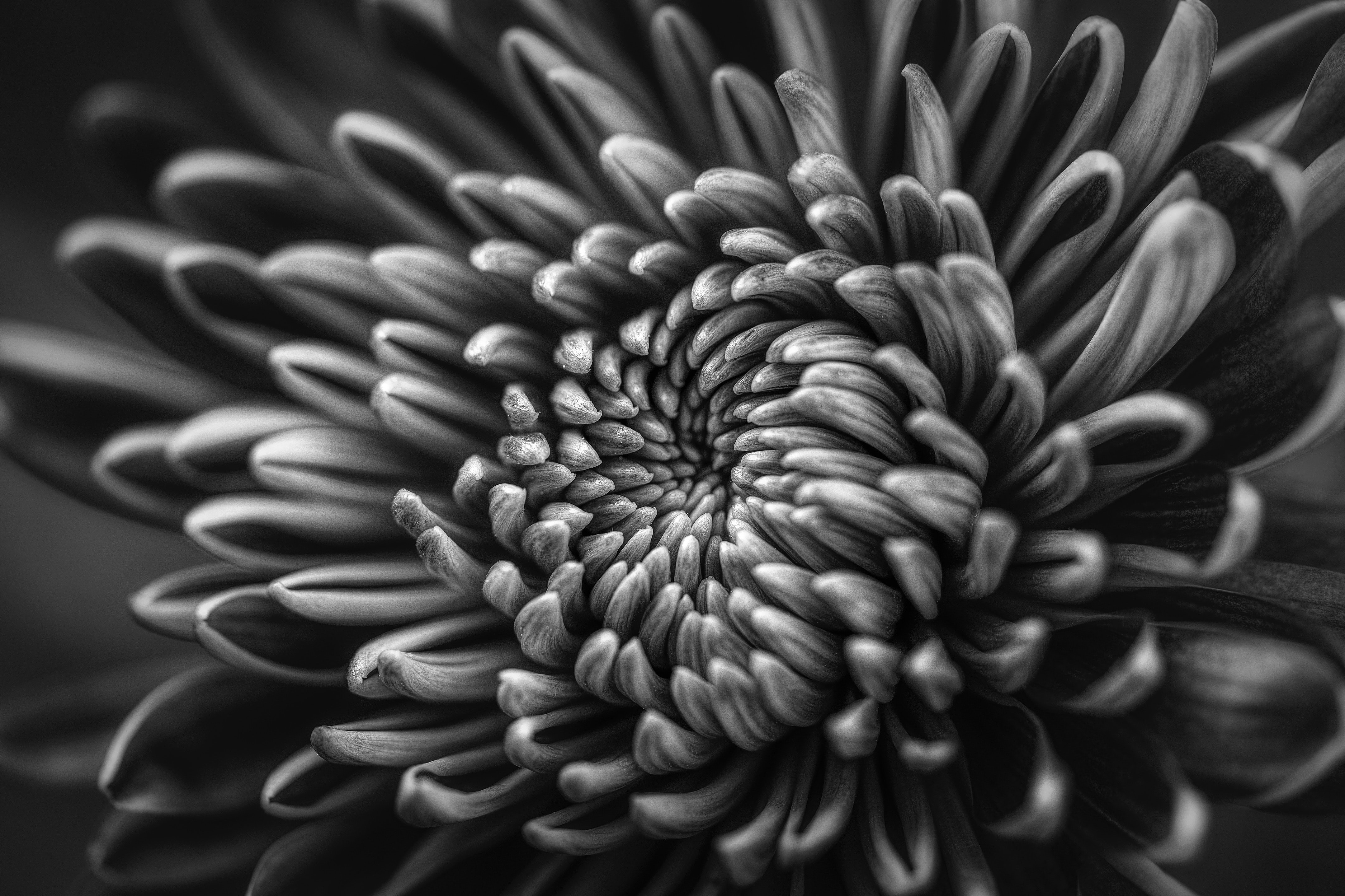 Laden Sie das Blumen, Makro, Schwarz Weiß, Erde/natur, Chrysanthemen-Bild kostenlos auf Ihren PC-Desktop herunter