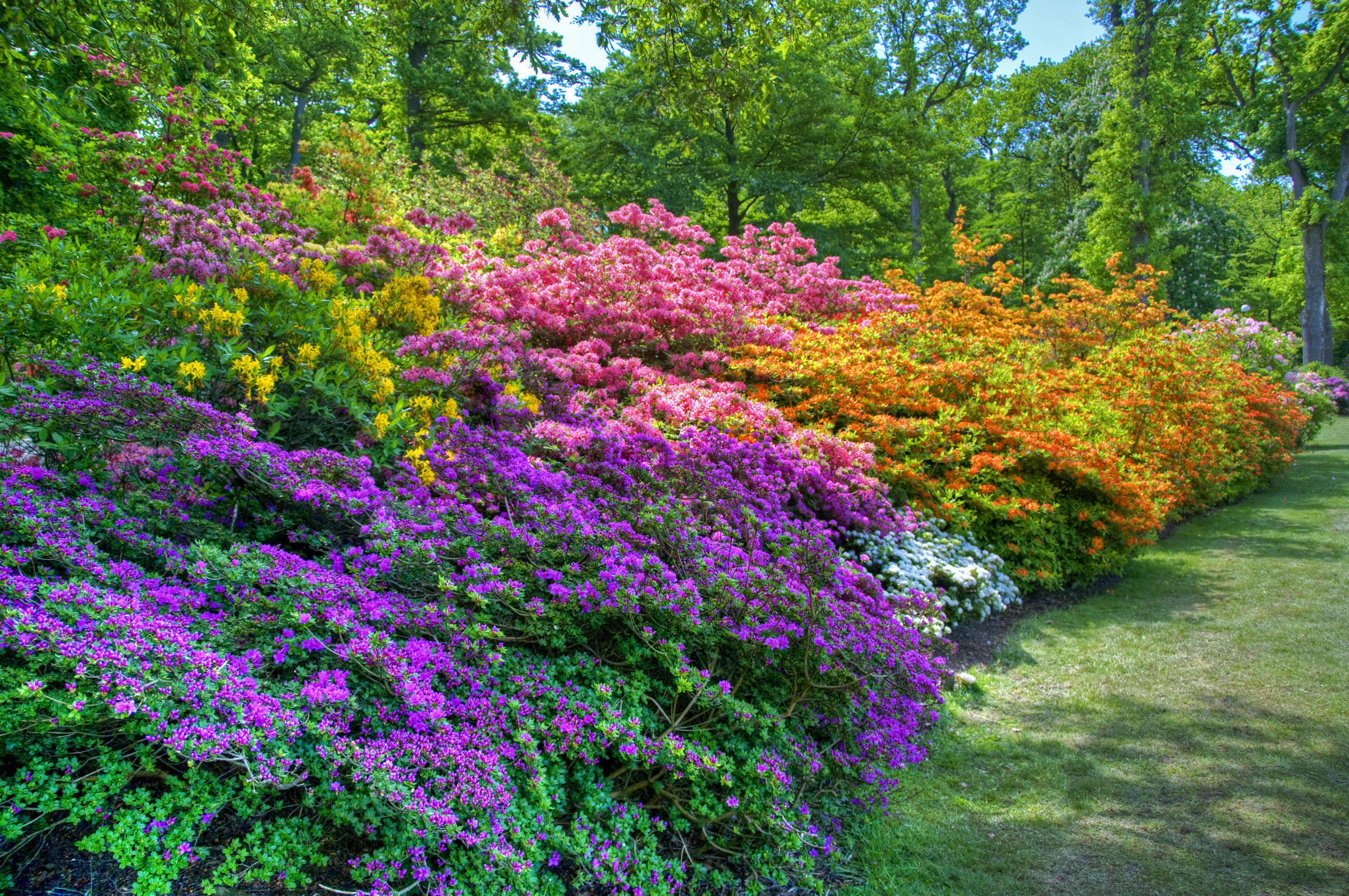 Baixe gratuitamente a imagem Flor, Parque, Arbusto, Jardim, Primavera, Terra/natureza na área de trabalho do seu PC