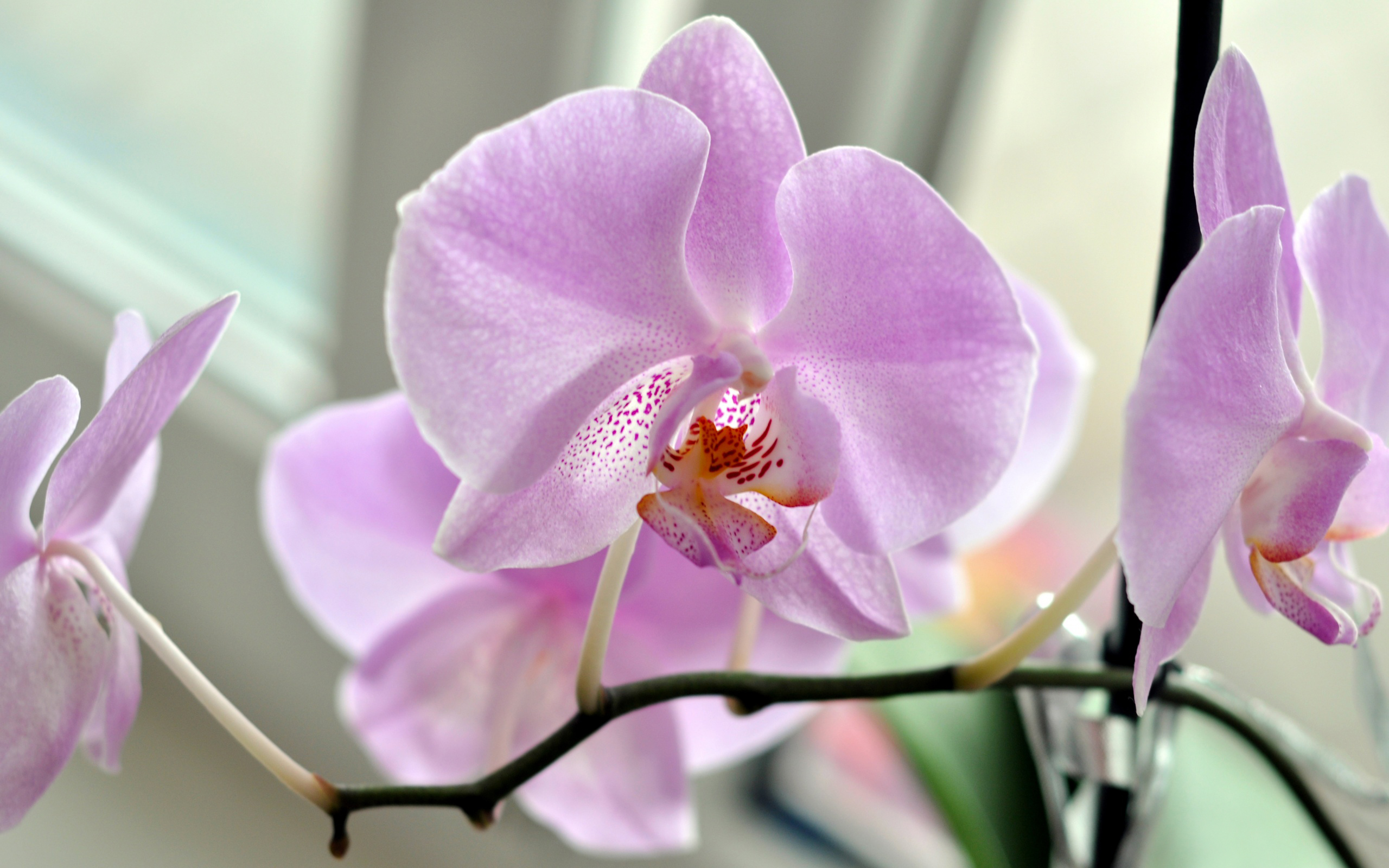 Free download wallpaper Orchid, Flowers, Earth on your PC desktop
