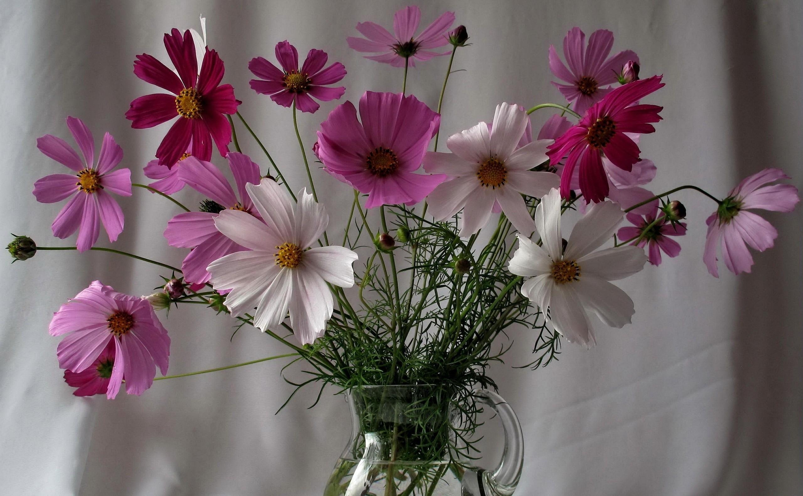 Free download wallpaper Flowers, Greens, Bouquet, Jug, Kosmeya, Cosmos on your PC desktop