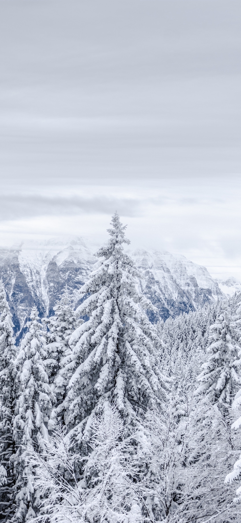 Download mobile wallpaper Winter, Snow, Mountain, Forest, Earth, Spruce for free.